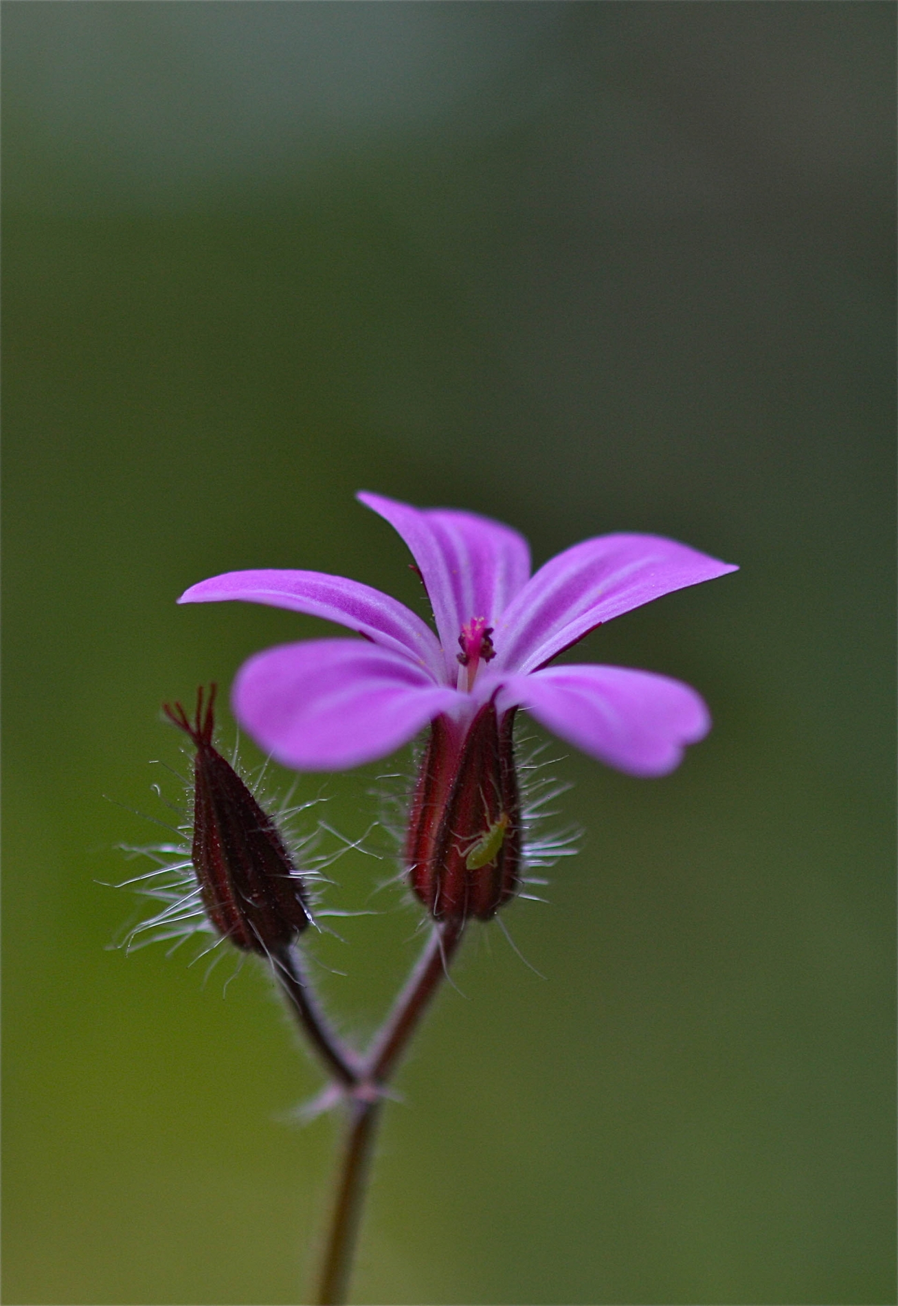 rhoen-ruprechtskraut_7441_20181229_2060633140