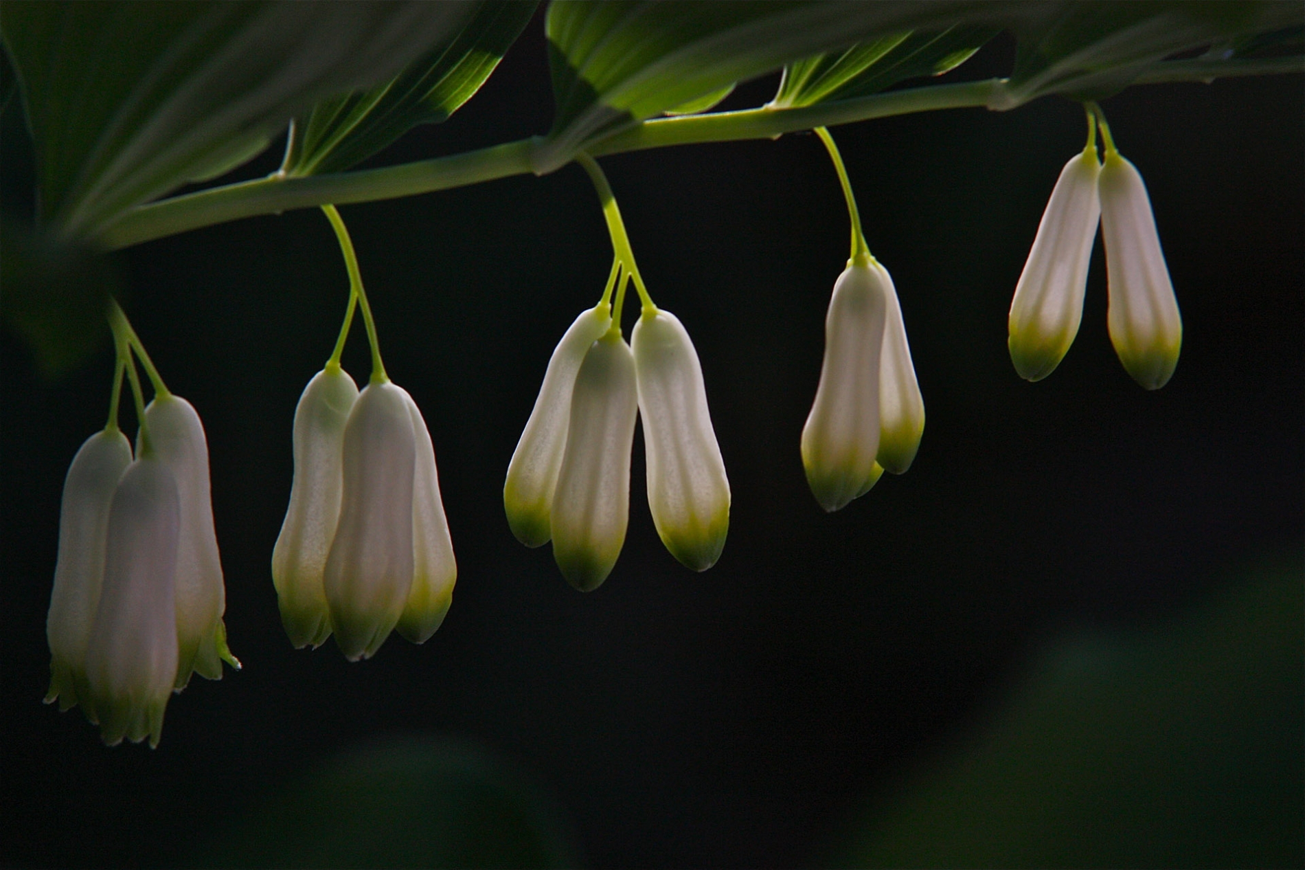 rhoen-salomonssiegel_1663_20181229_2045496411