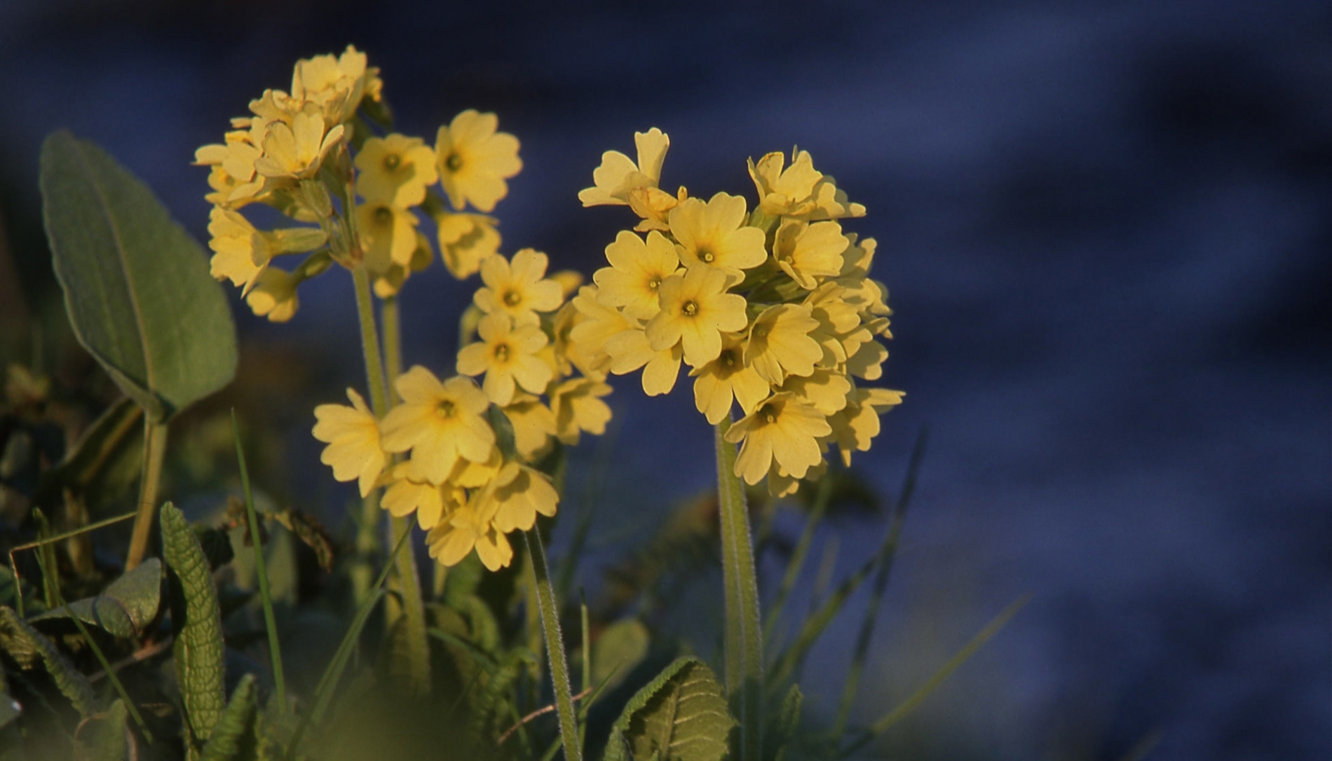 rhoen-schlusselblume_0189_20181231_1171857072