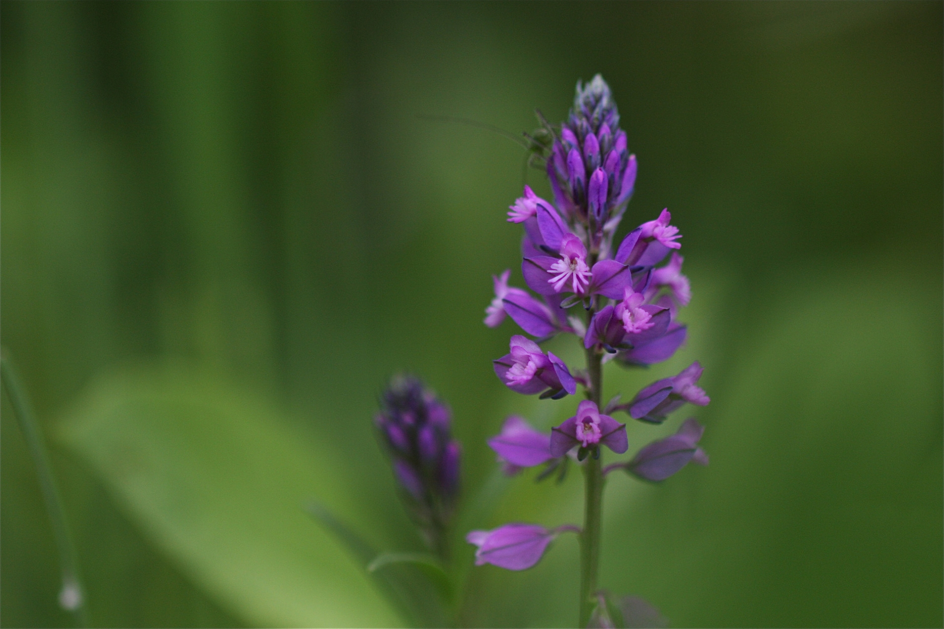 rhoen-schopfige_kreuzblume_5012_20181229_1227692907