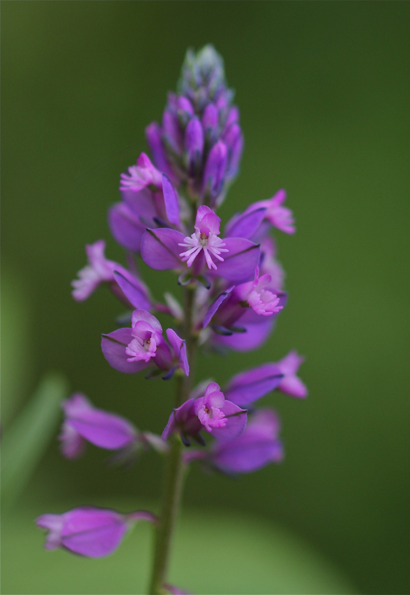 rhoen-schopfige_kreuzblume_5036_20181229_1835282352