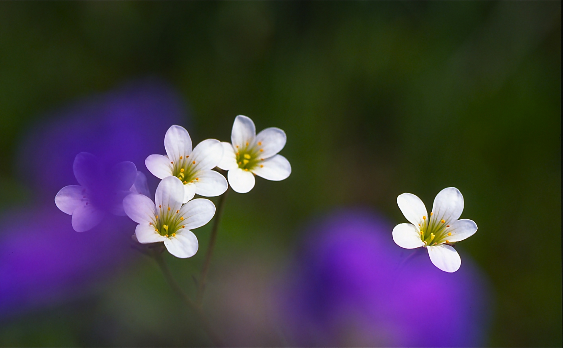 rhoen-steinbrech_0143_20181231_1068168178