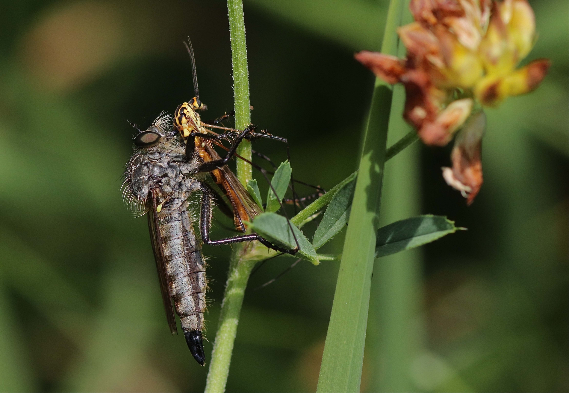 Schlichte Raubfliege_1531