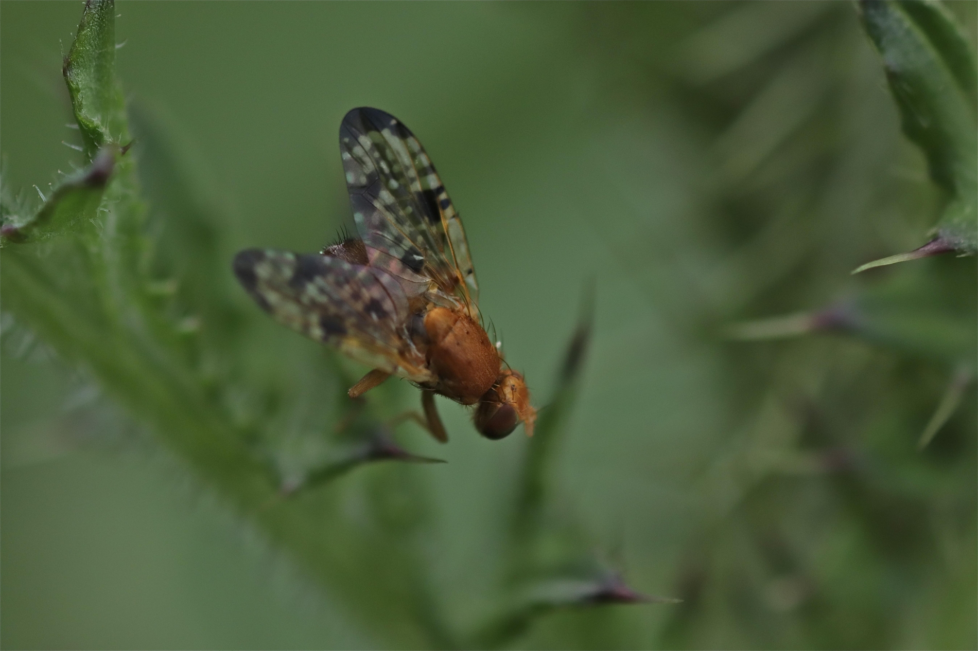 Bohrfliege (Tephritidae)_9026_1