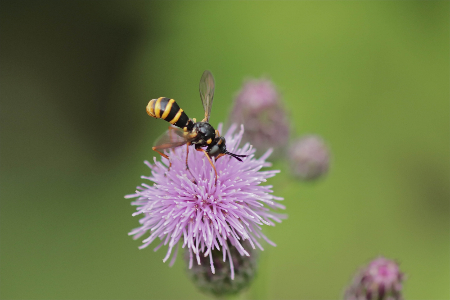 Echte Wespen-Dickkopffliege (Leopoldius coronatus)_4833_1