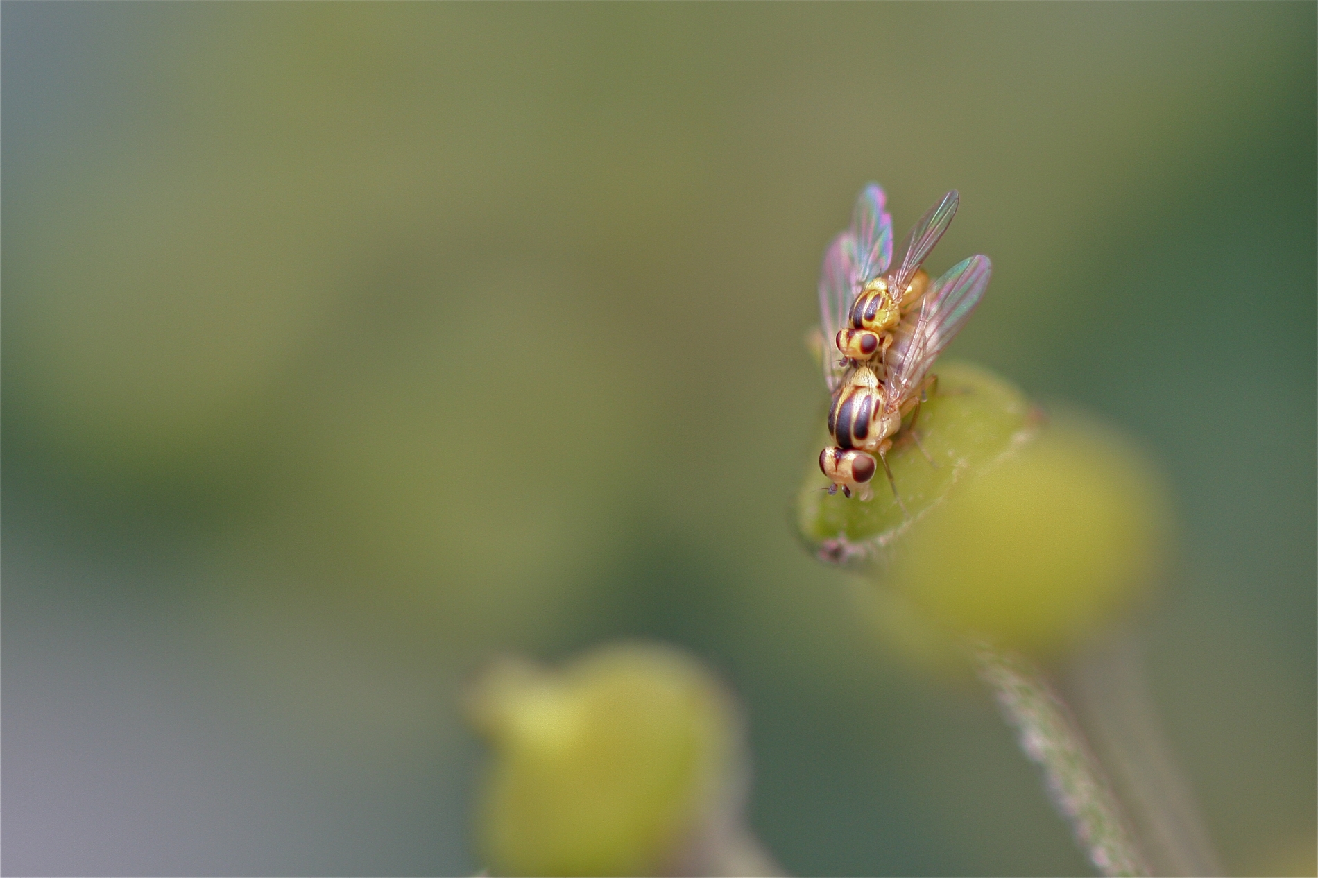 Gemeine Halmfliege_4285_1