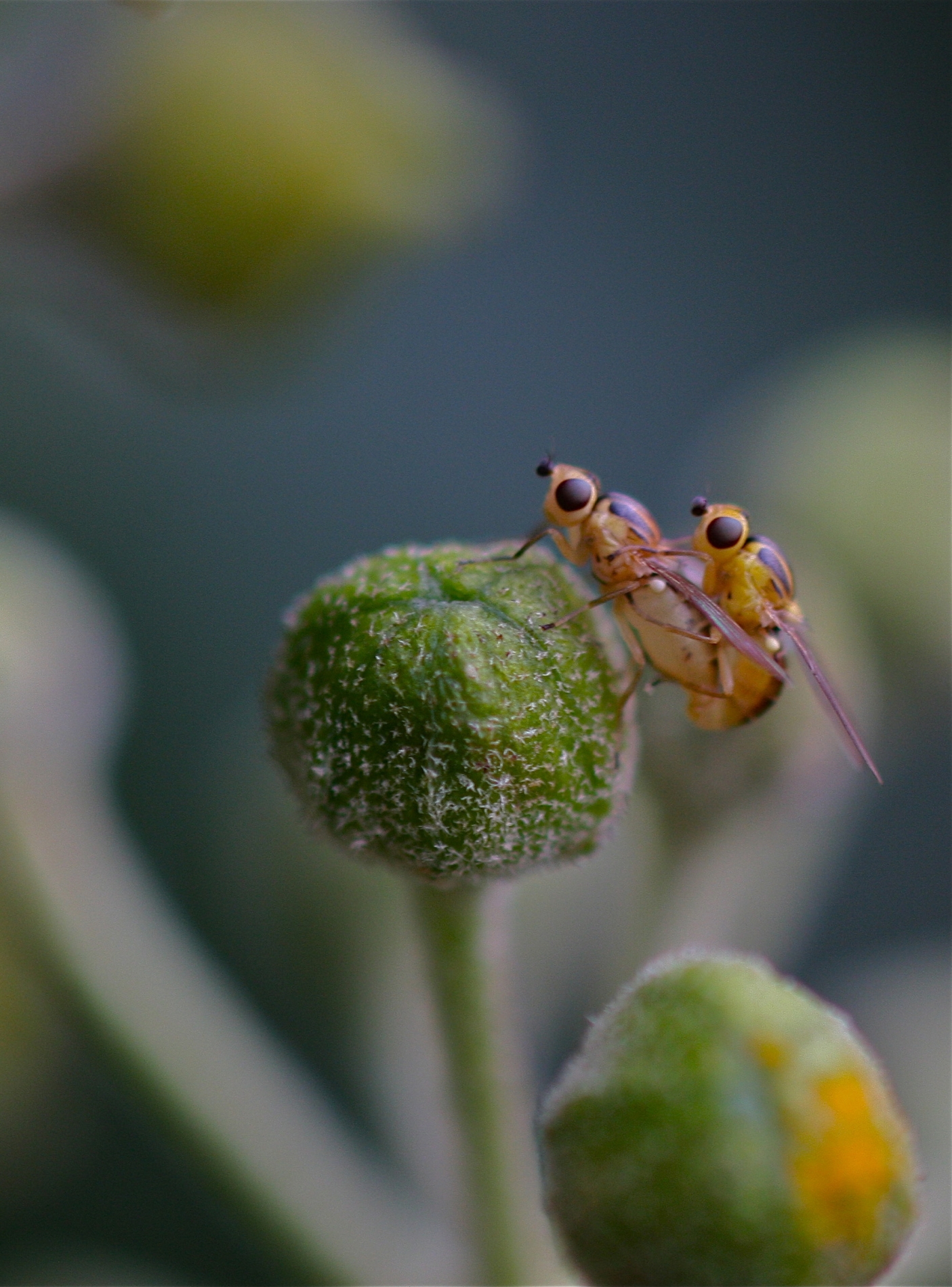 Gemeine Halmfliege_4885_1