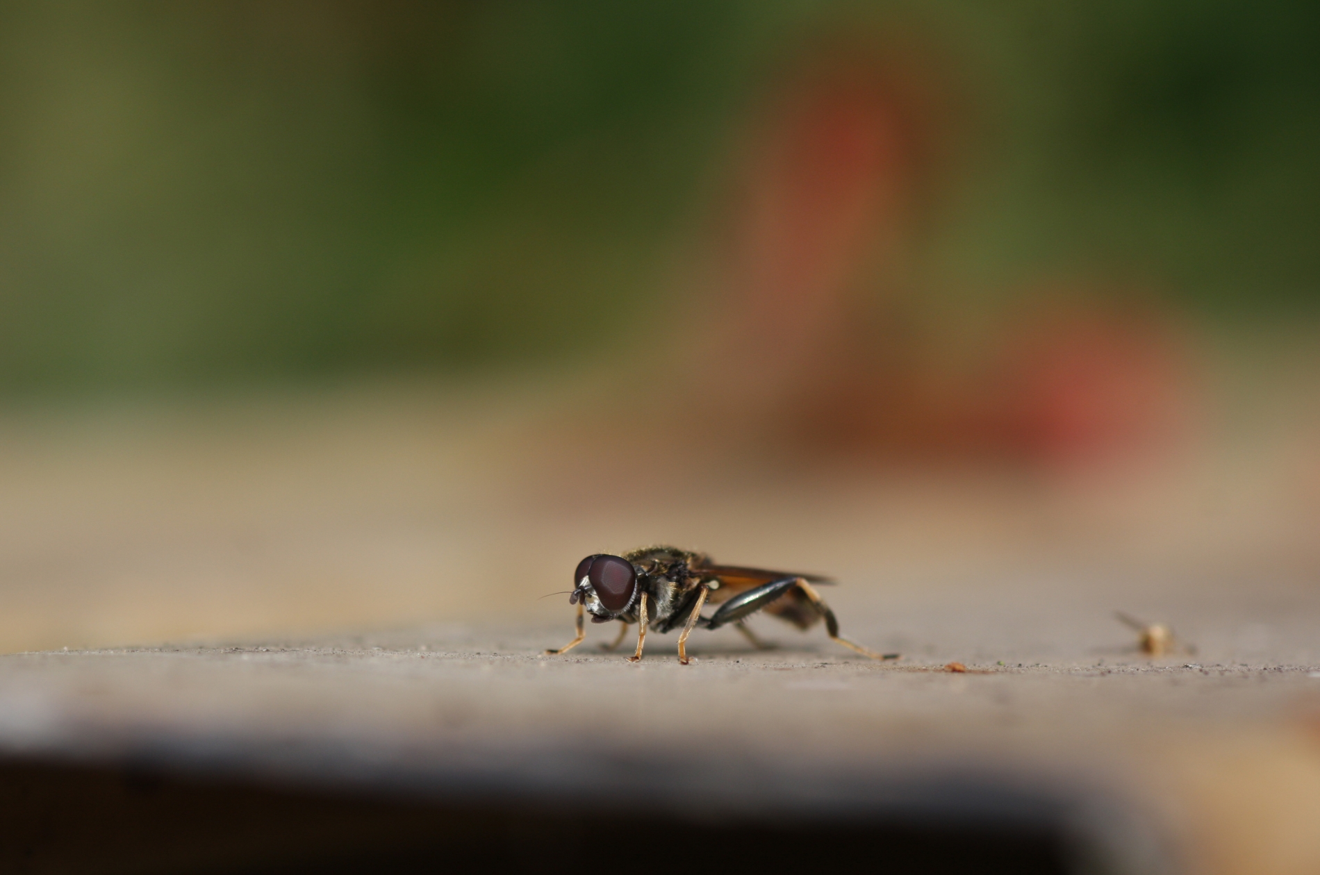 Gemeine Langbauchschwebfliege_7083_1