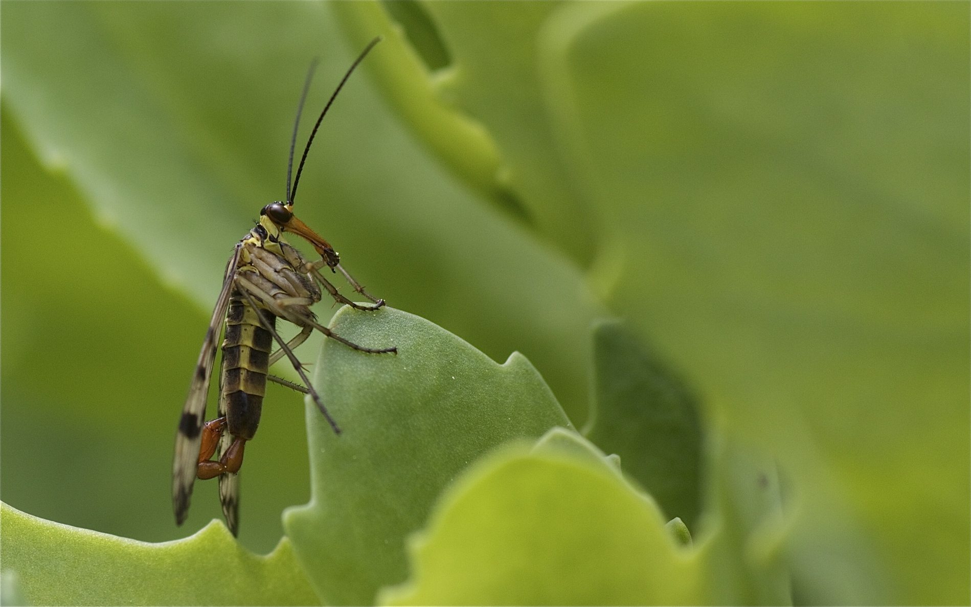 Gemeine Skorpionsfliege (Panorpa communis)_1382_1