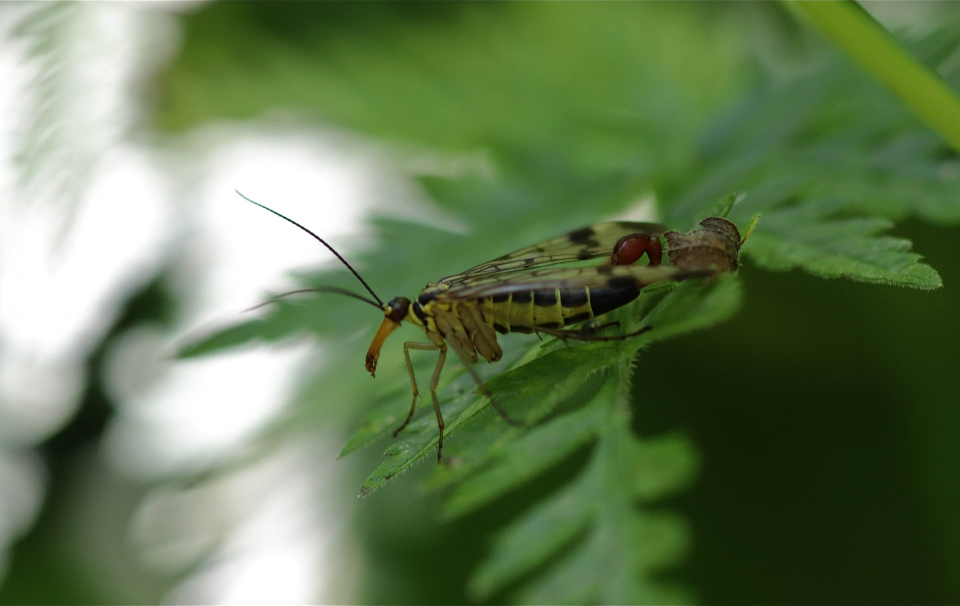 Gemeine Skorpionsfliege (Panorpa communis)_1745_1