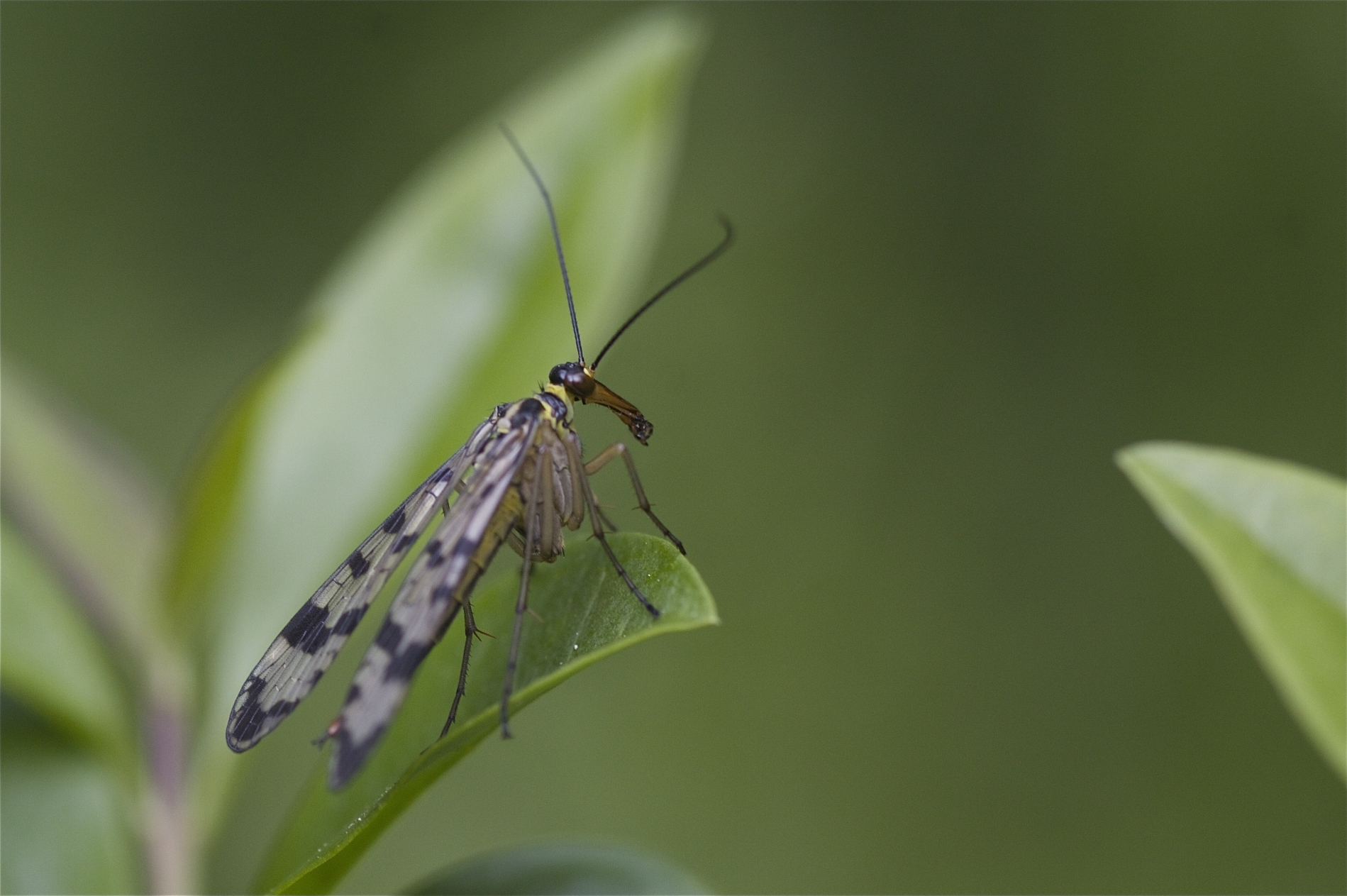 Gemeine Skorpionsfliege (Panorpa communis)_1934_1