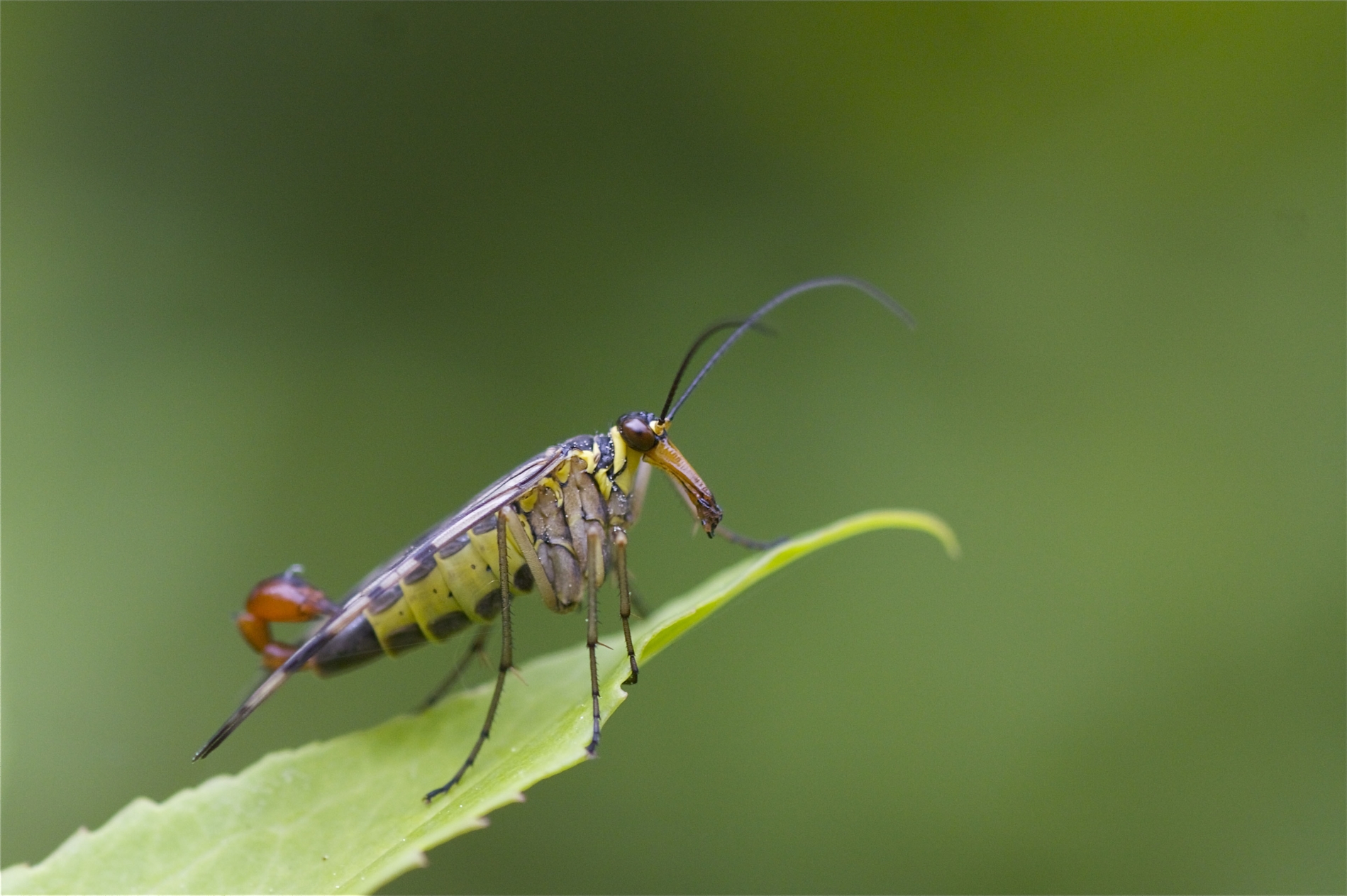 Gemeine Skorpionsfliege (Panorpa communis)_1938_1