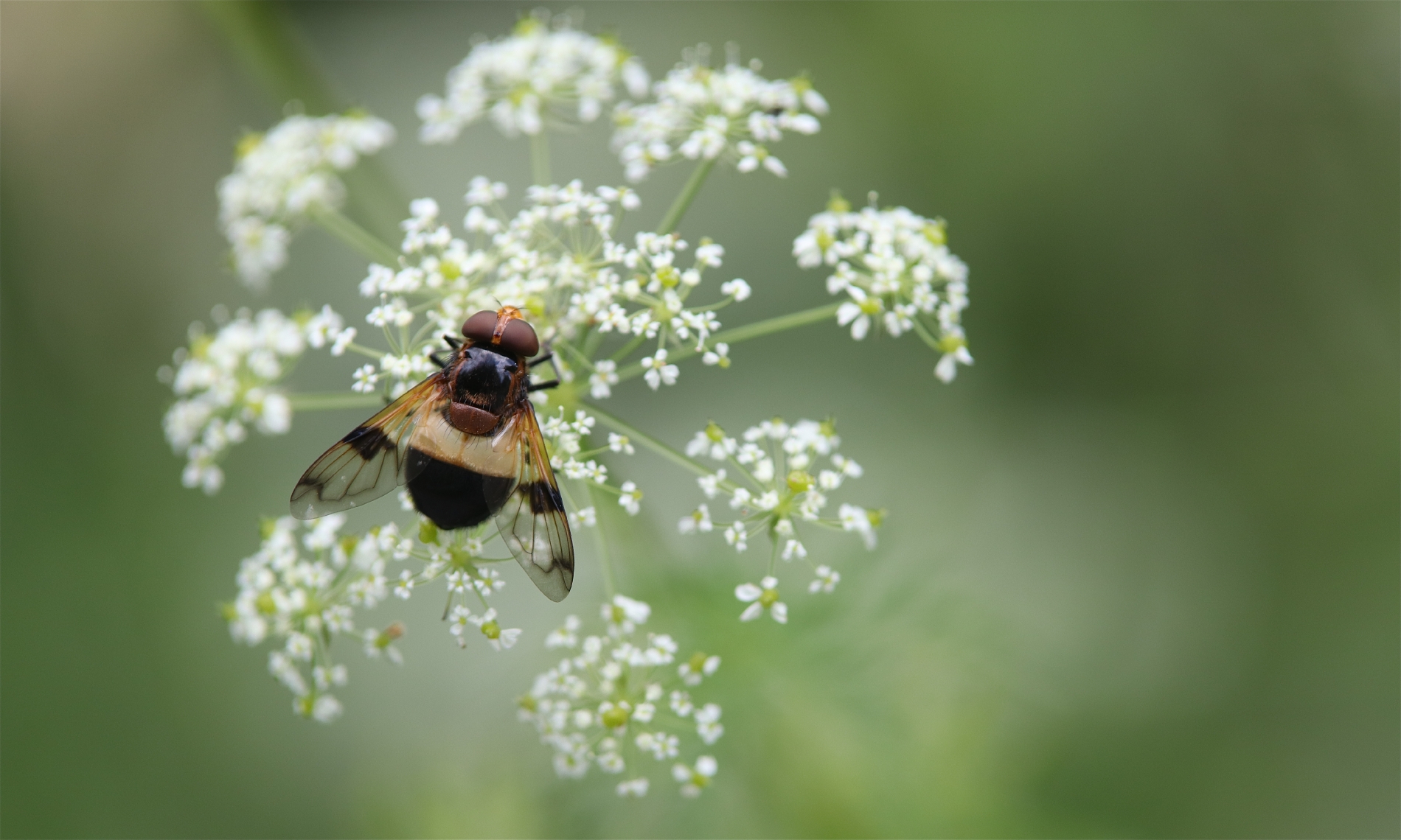 Gemeine Waldschwebfliege_0526_1