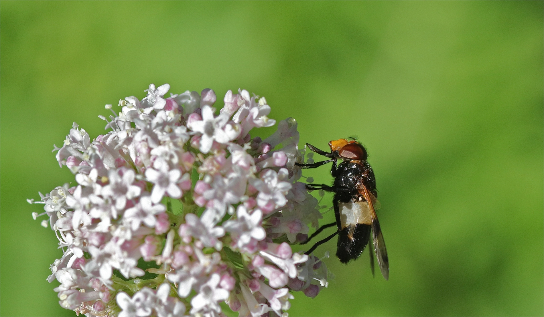 Gemeine Waldschwebfliege_0596_1