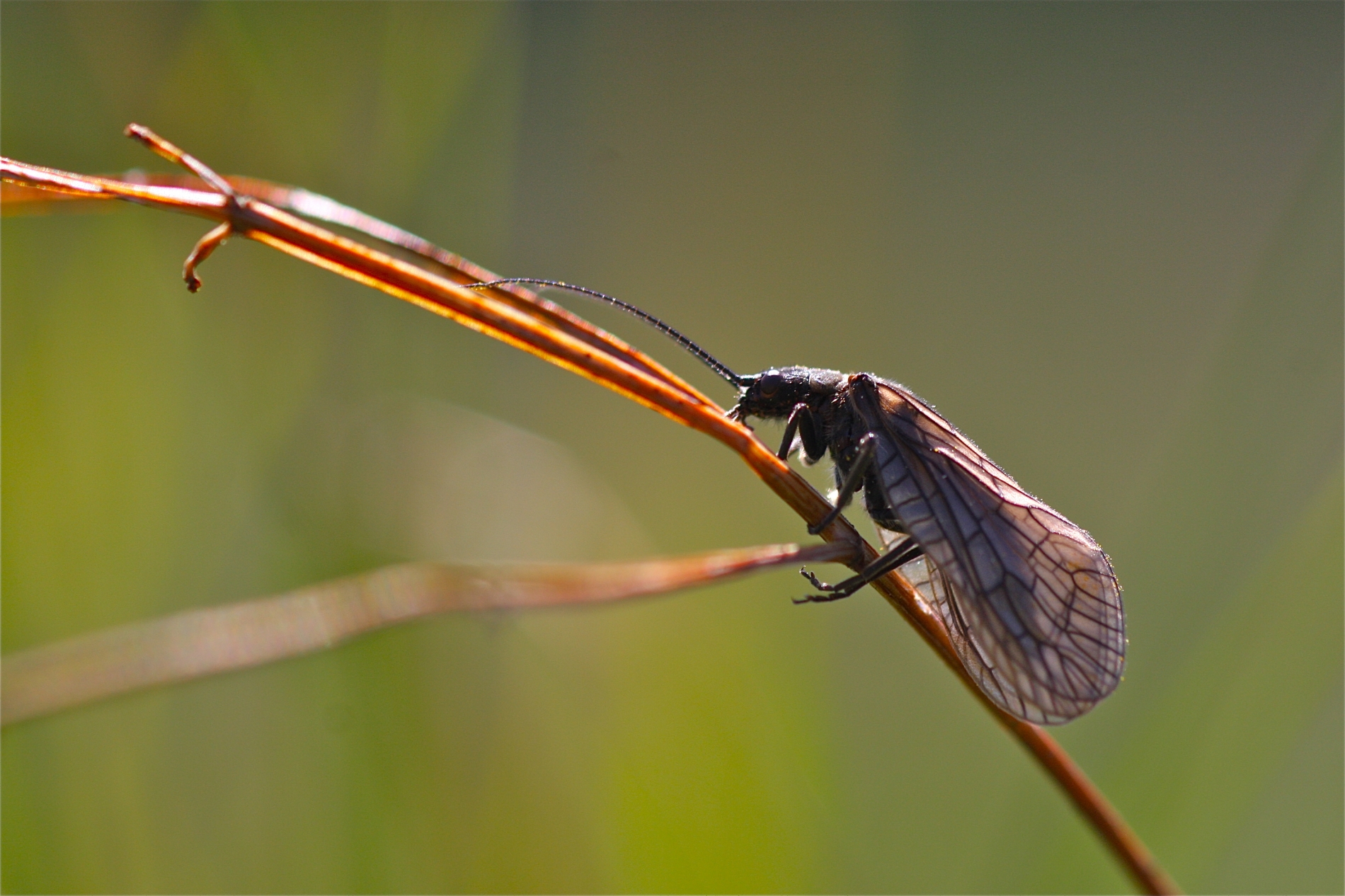 Gemeine Wasserflorfliege_3146_1