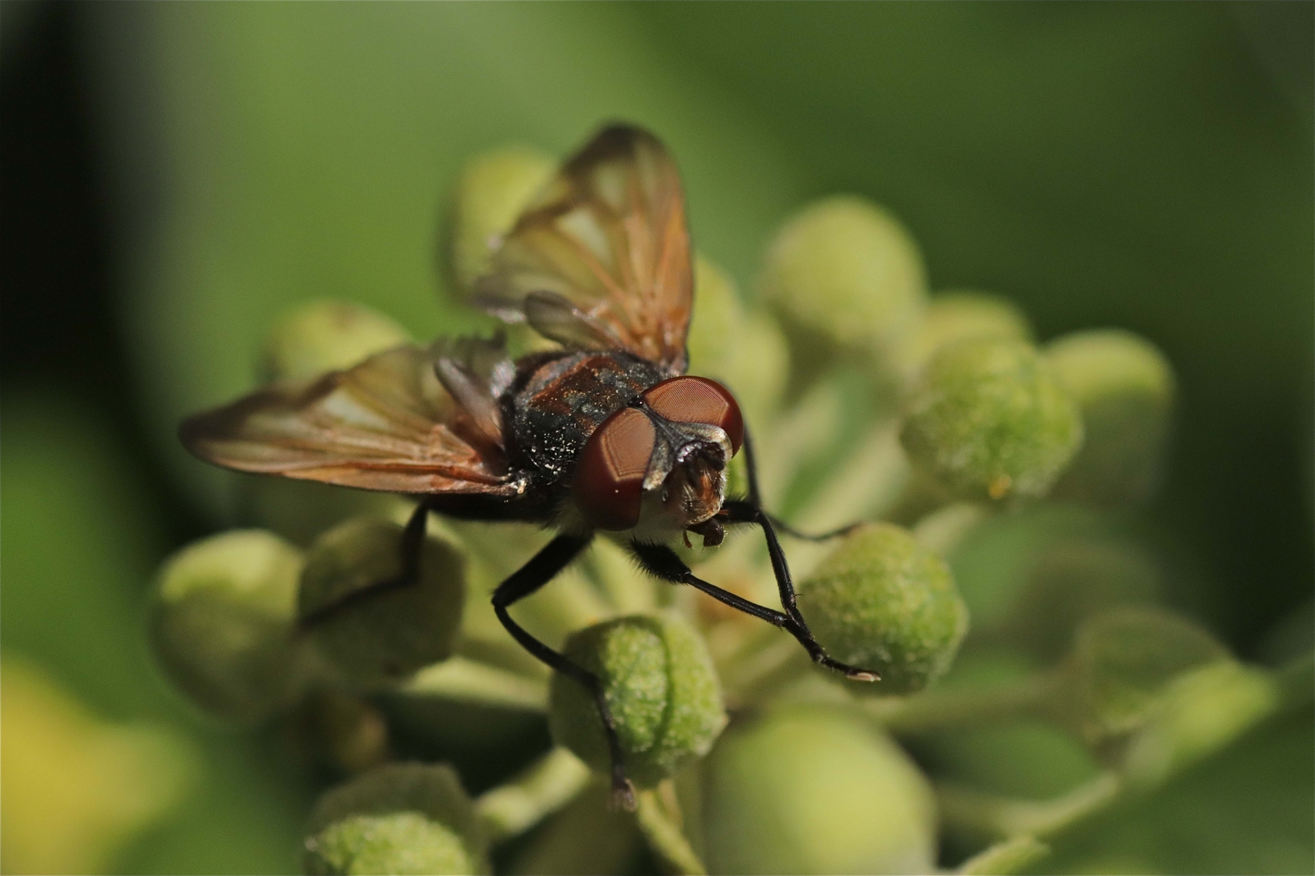 Goldschildfliege Männchen_2355_1