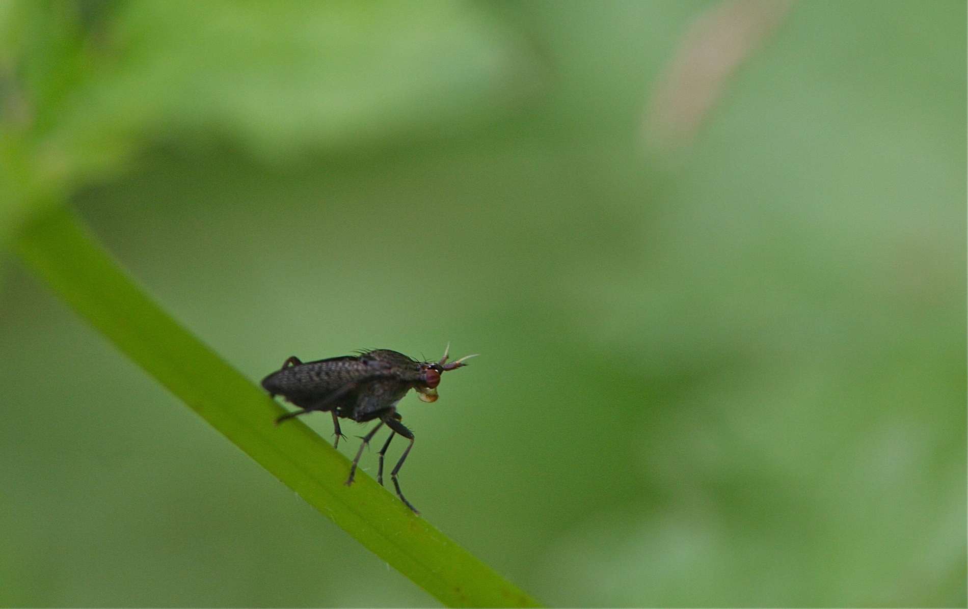 Melierte Schneckenfliege (Coremacera marginata)_9734_1