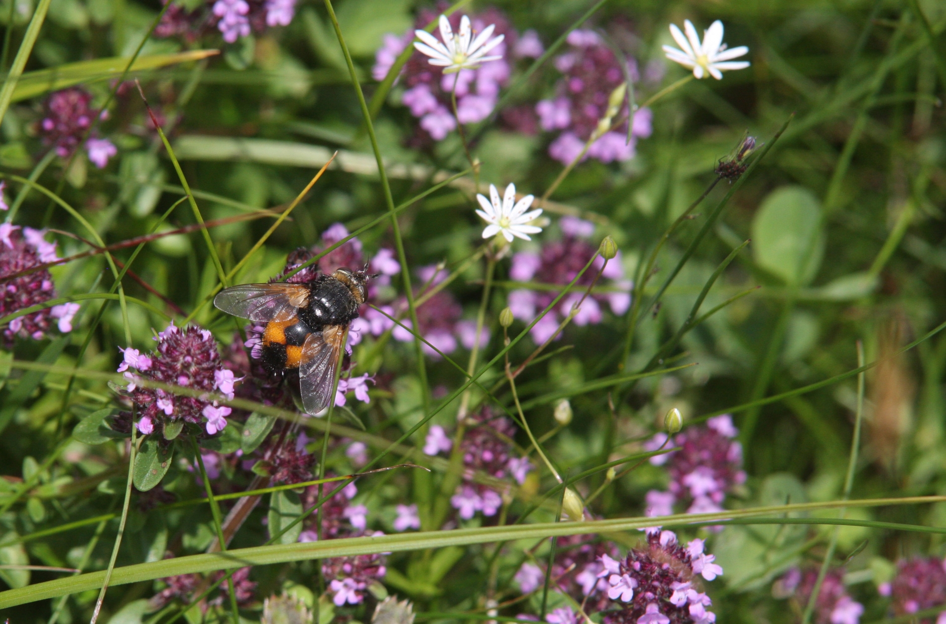 Raubenfliege (Peleteria rubescens)_2836_1