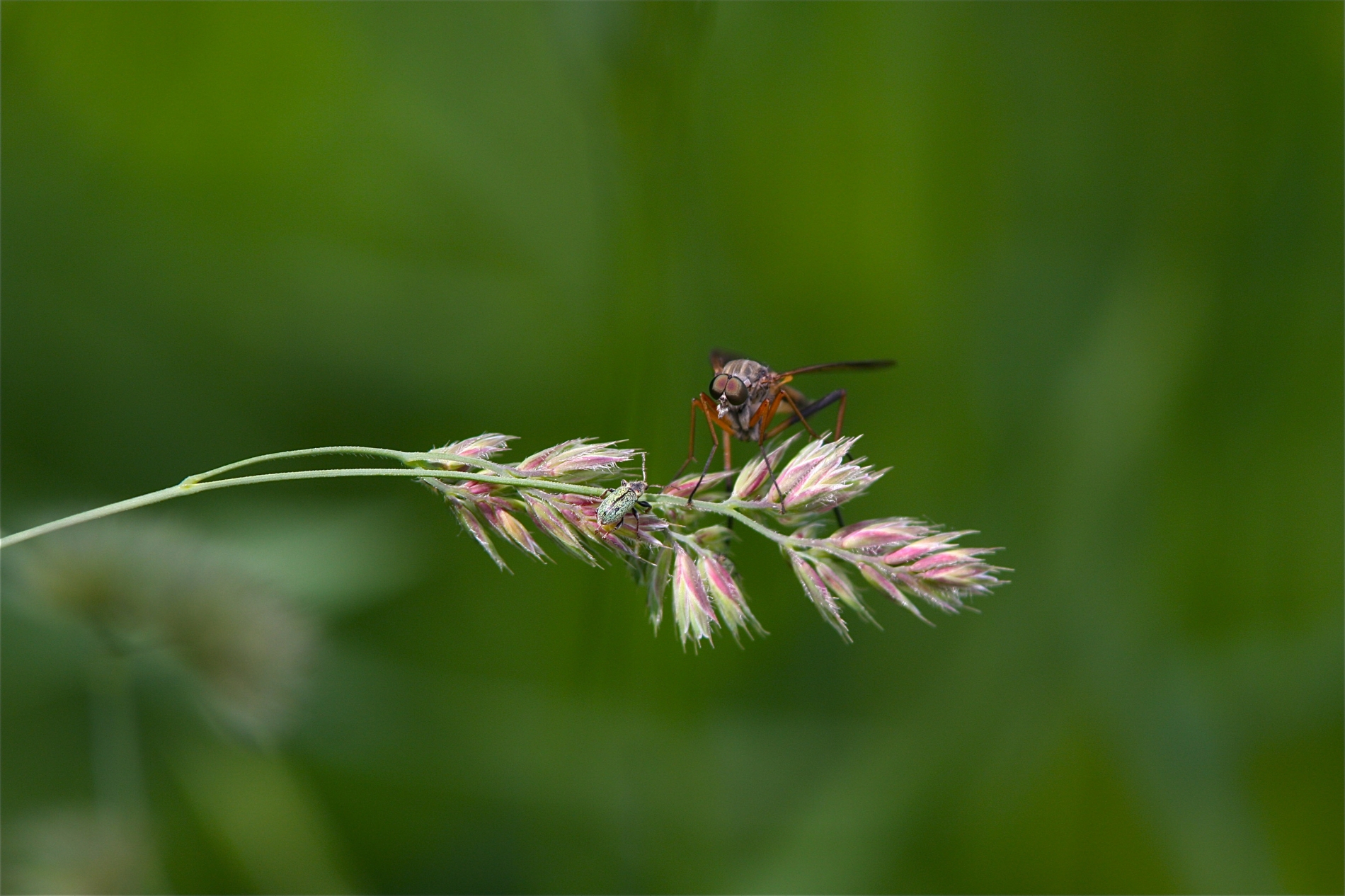 Schwarzfüßige Schnepfenfliege_8574_1