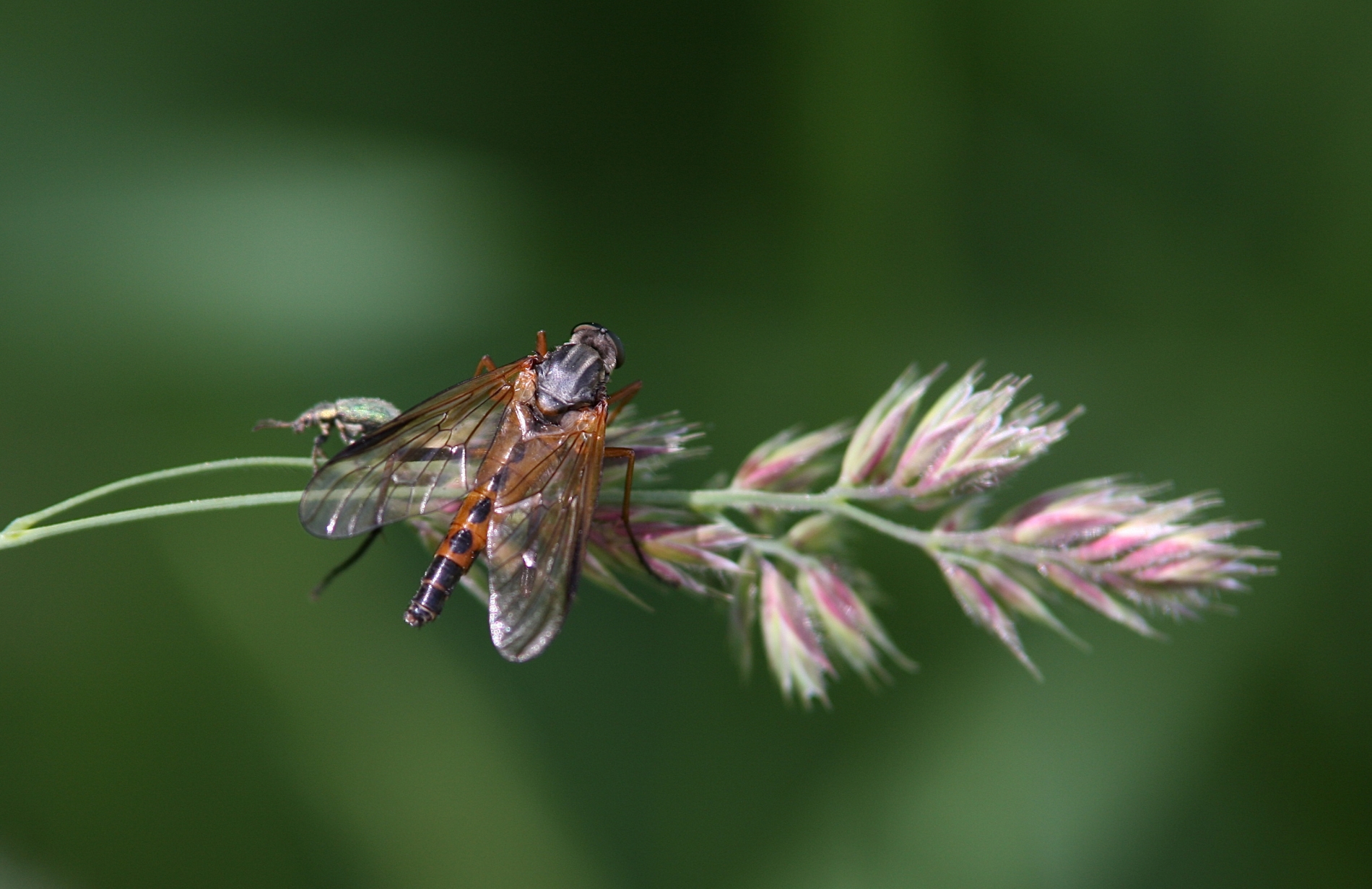 Schwarzfüßige Schnepfenfliege_8586_1