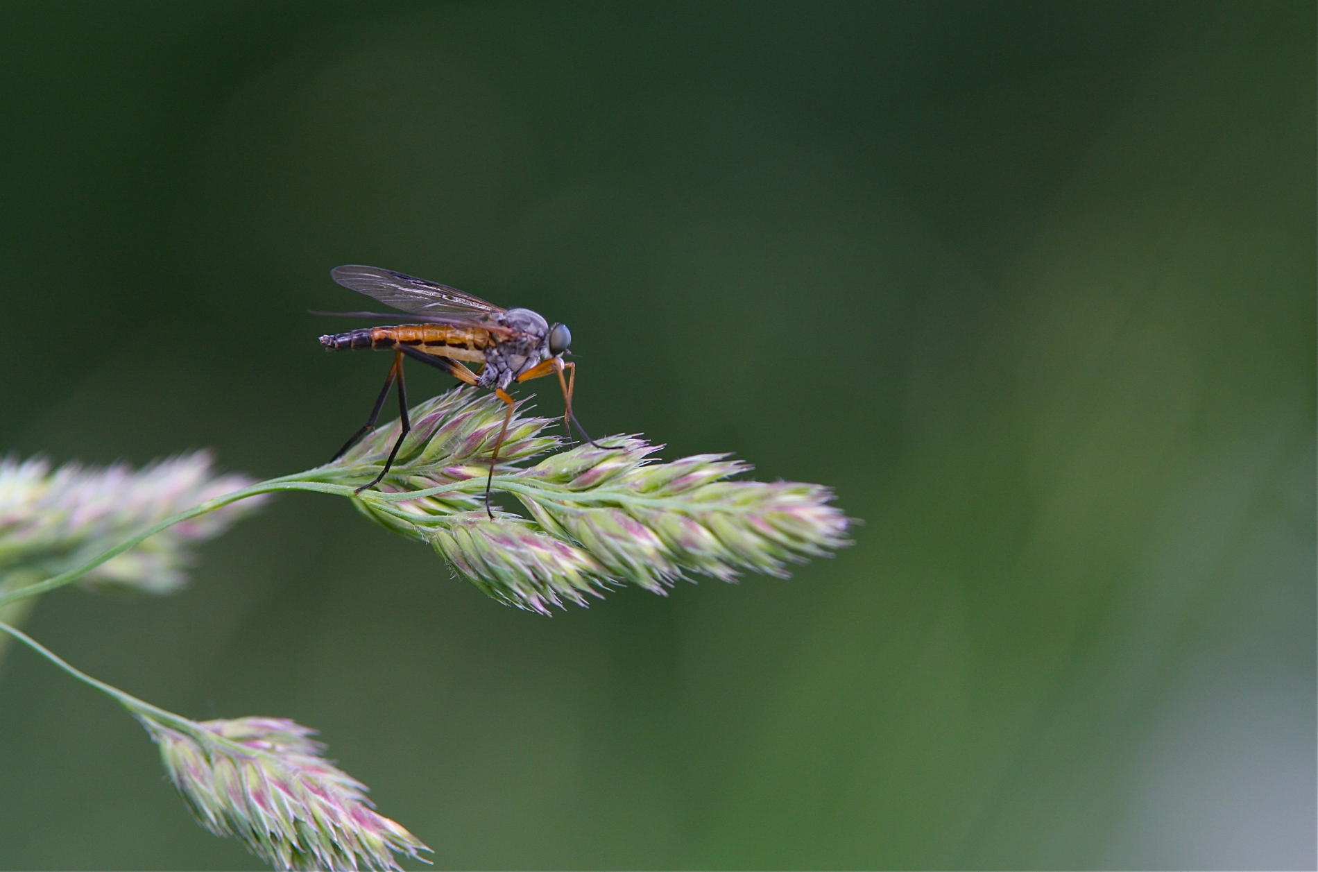 Schwarzfüßige Schnepfenfliege_8626_1