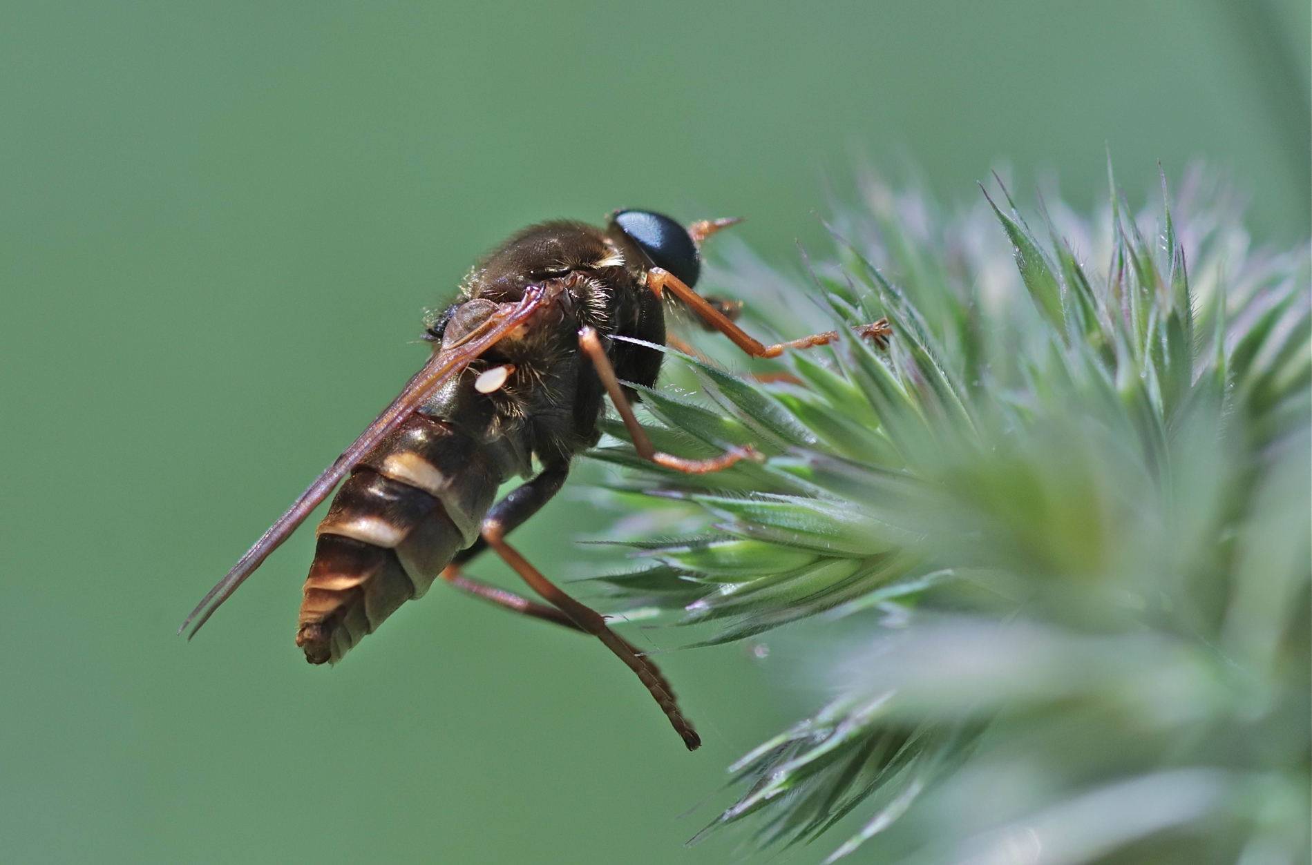 Stinkfliege Coenomyia ferruginea_0493_1