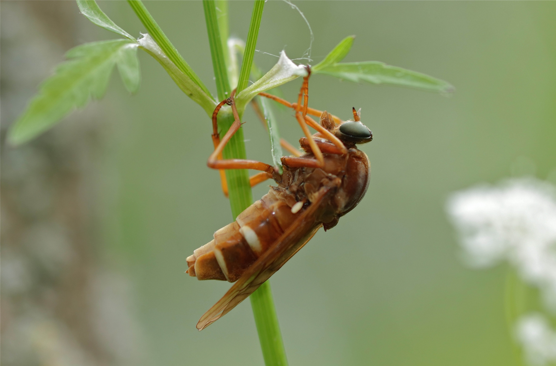 Stinkfliege Coenomyia ferruginea_8307_1