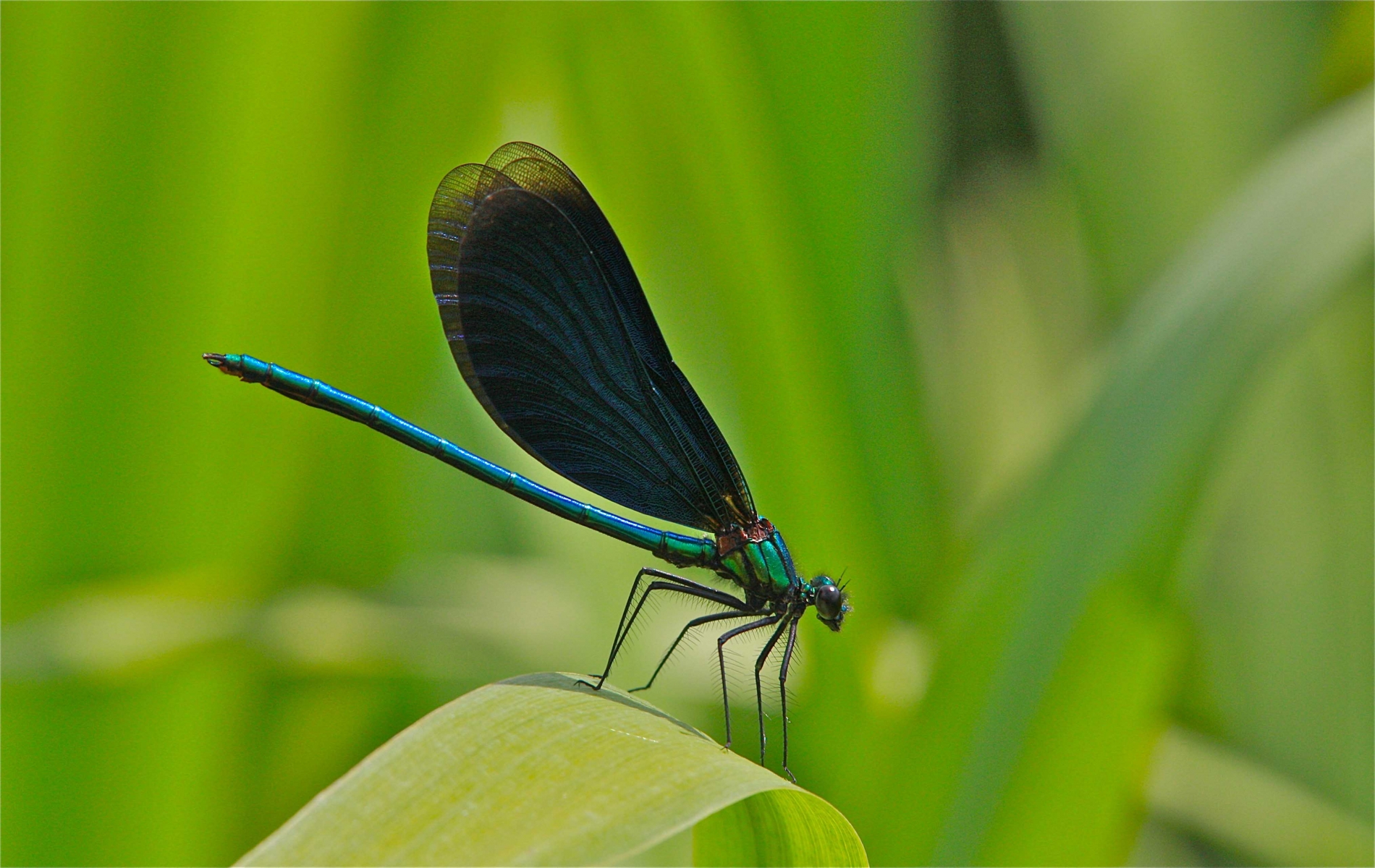 rhoen-blauflugel-prachtlibelle_9242_20190207_1071424338