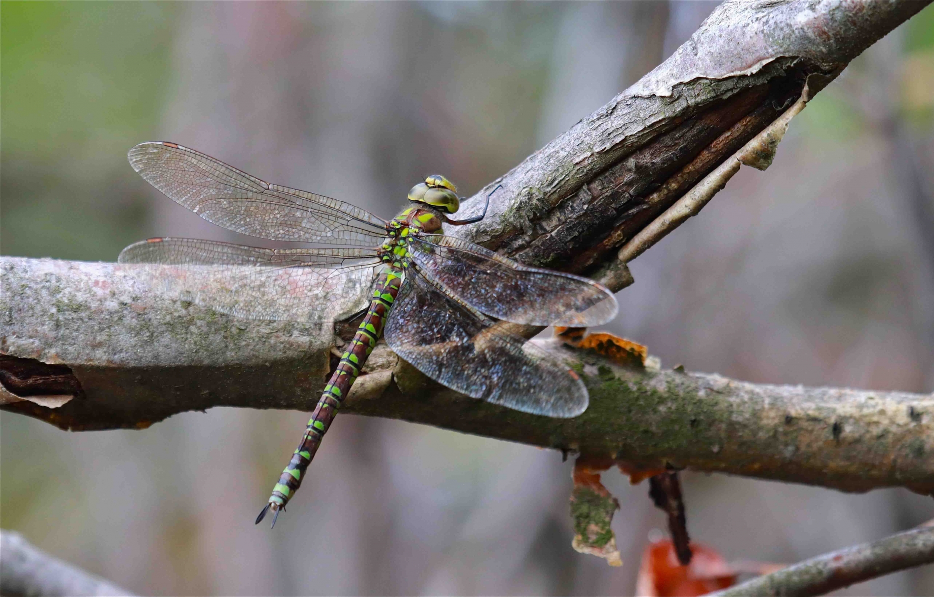 rhoen-blaugrune_mosaikjungfer_2603_20190208_1232378469