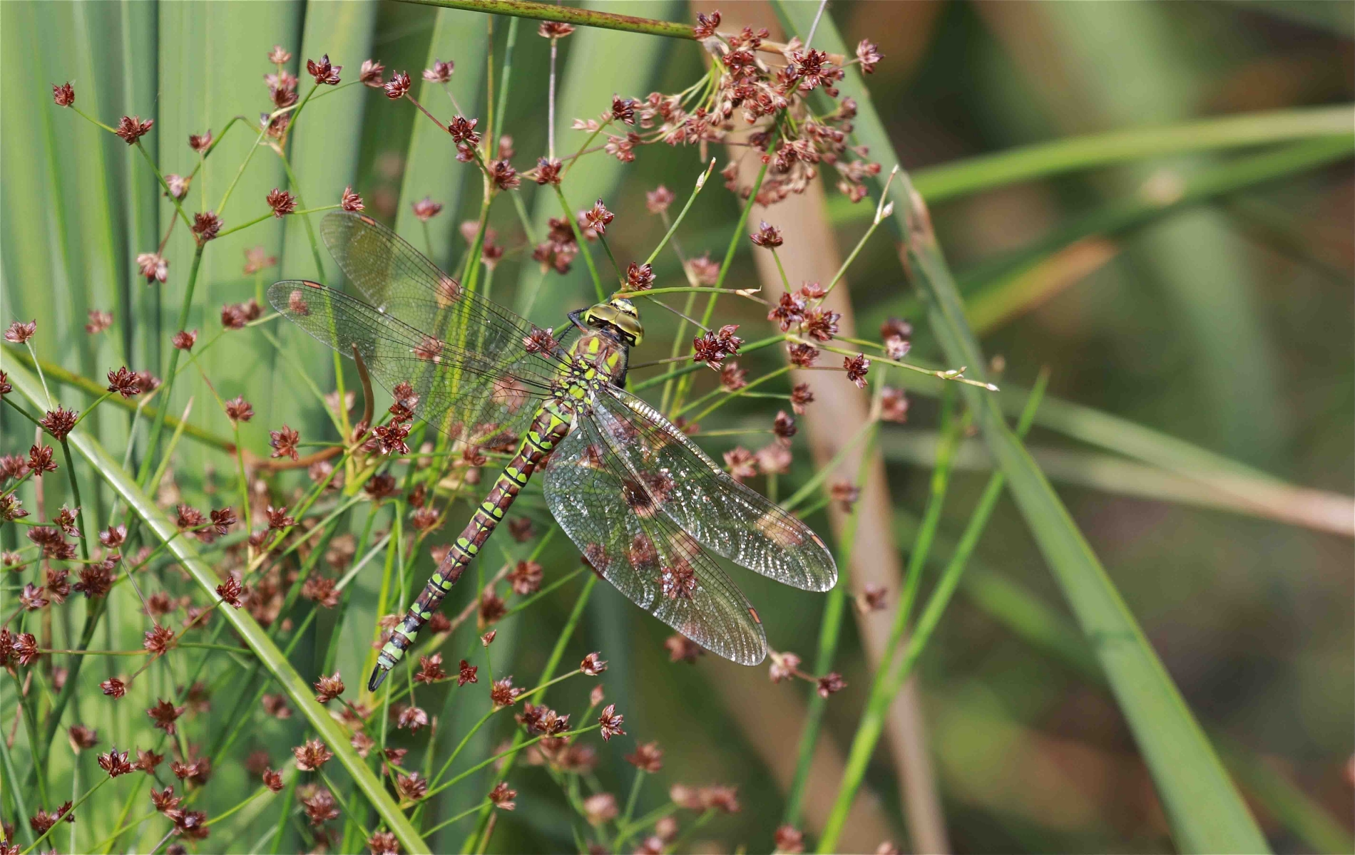 rhoen-blaugrune_mosaikjungfer_2608_20190208_1484354528
