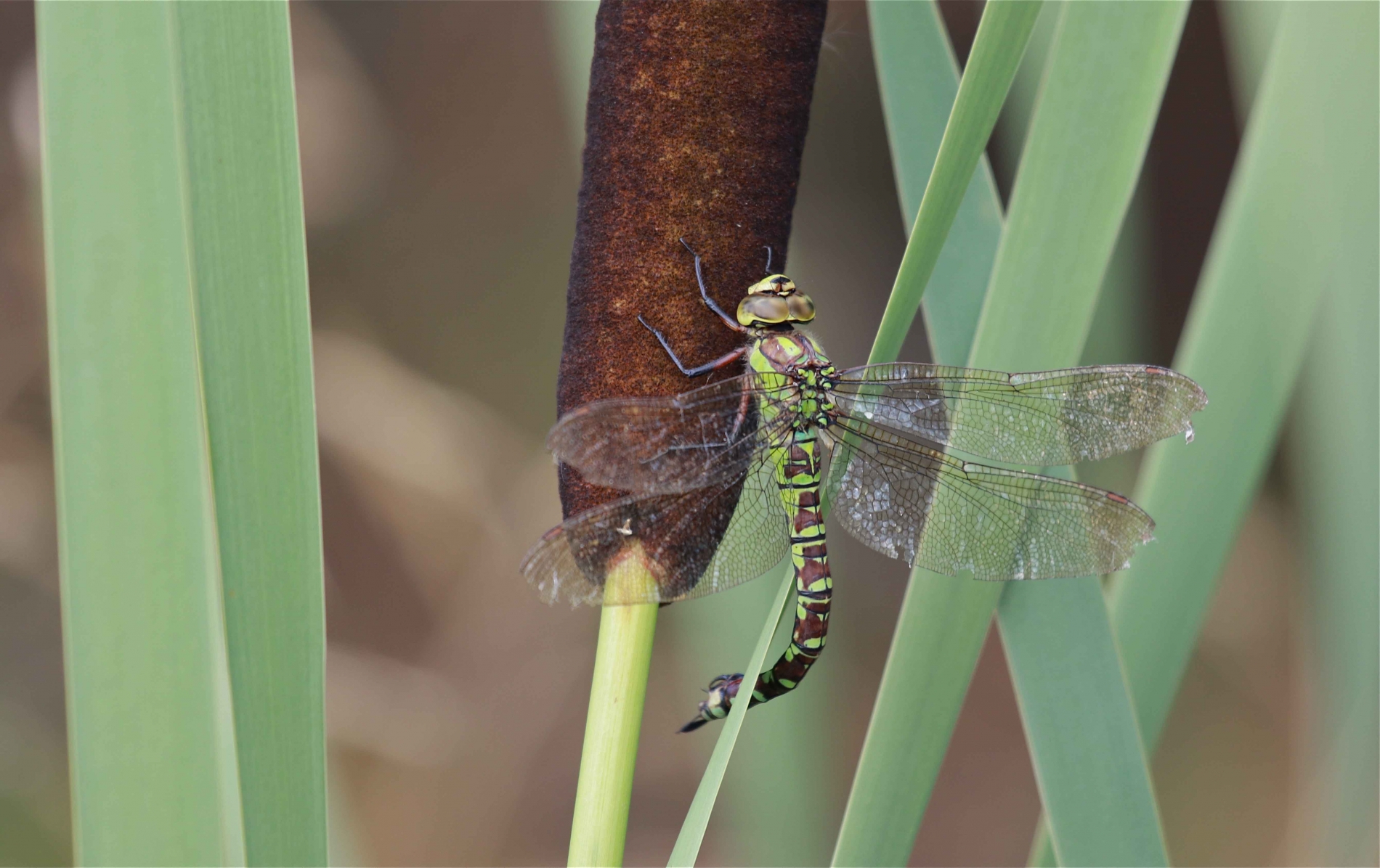 rhoen-blaugrune_mosaikjungfer_2618_20190208_1315375746