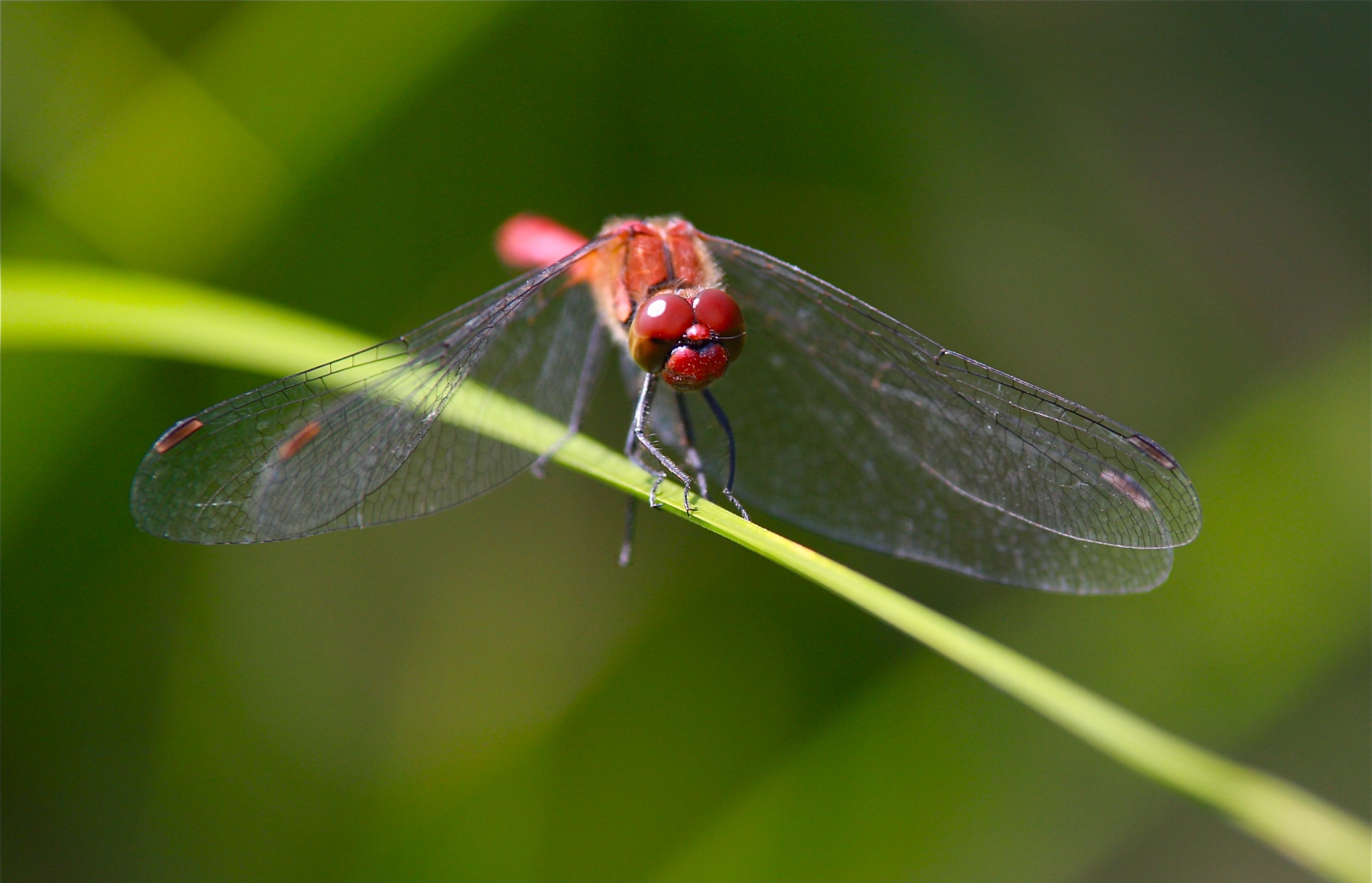 rhoen-blutrote_heidelibelle_3342_20190207_1729097400