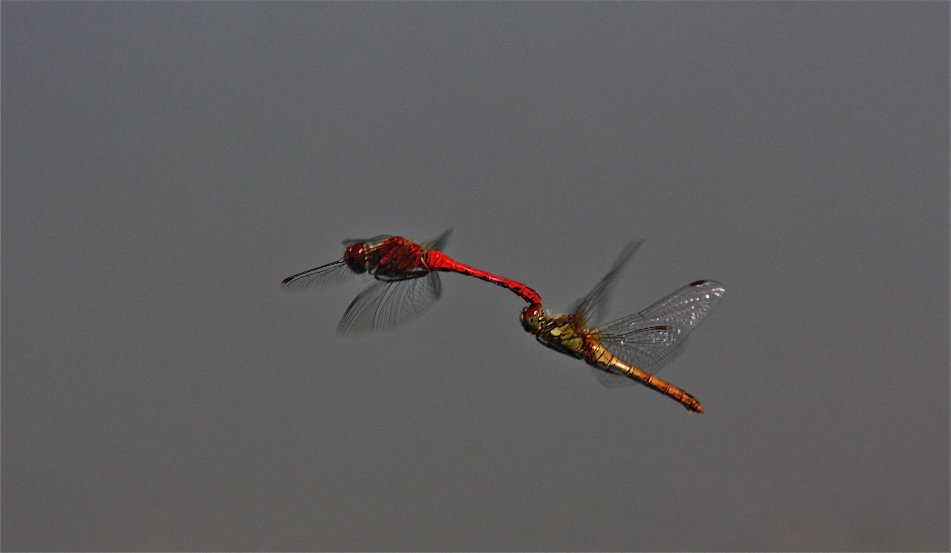 rhoen-blutrote_heidelibelle__3085_20190207_1895544529