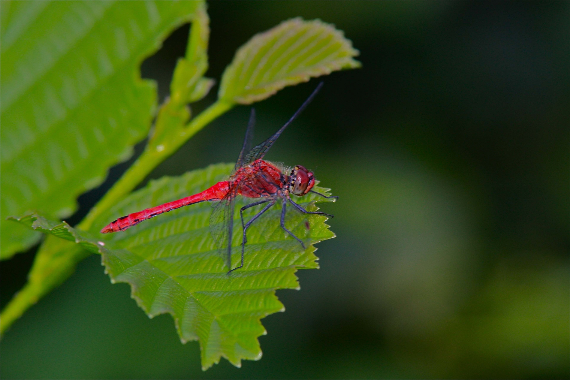 rhoen-blutrote_heidelibelle__3114_20190207_1066393486