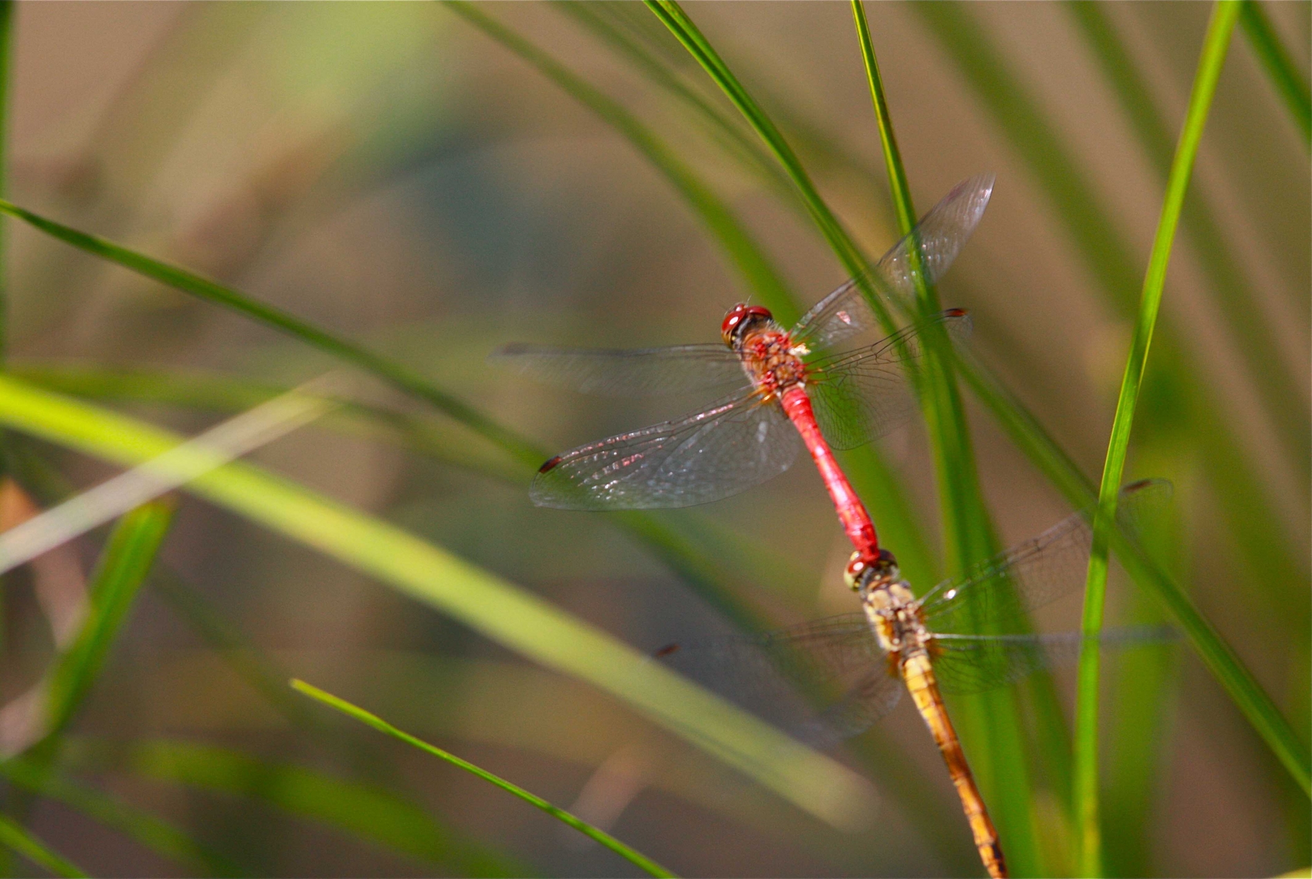 rhoen-blutrote_heidelibelle__3364_20190207_1087130698