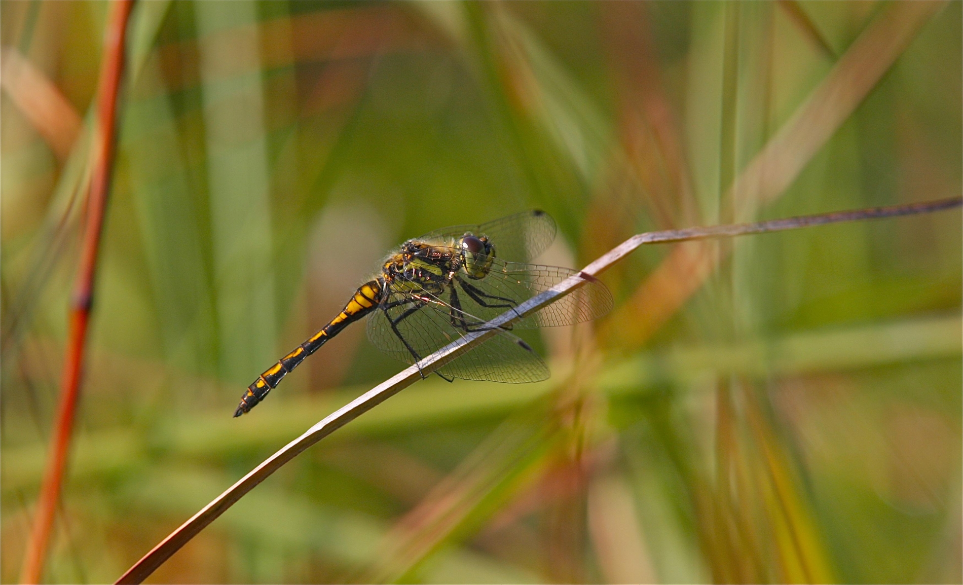 rhoen-schwarze_heidelibelle_1306_20190207_2048148744