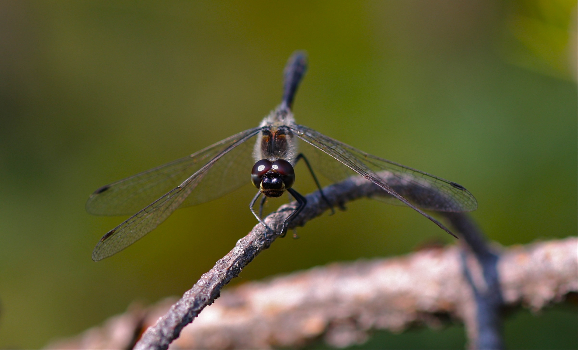 rhoen-schwarze_heidelibelle_1404_20190207_2019811561