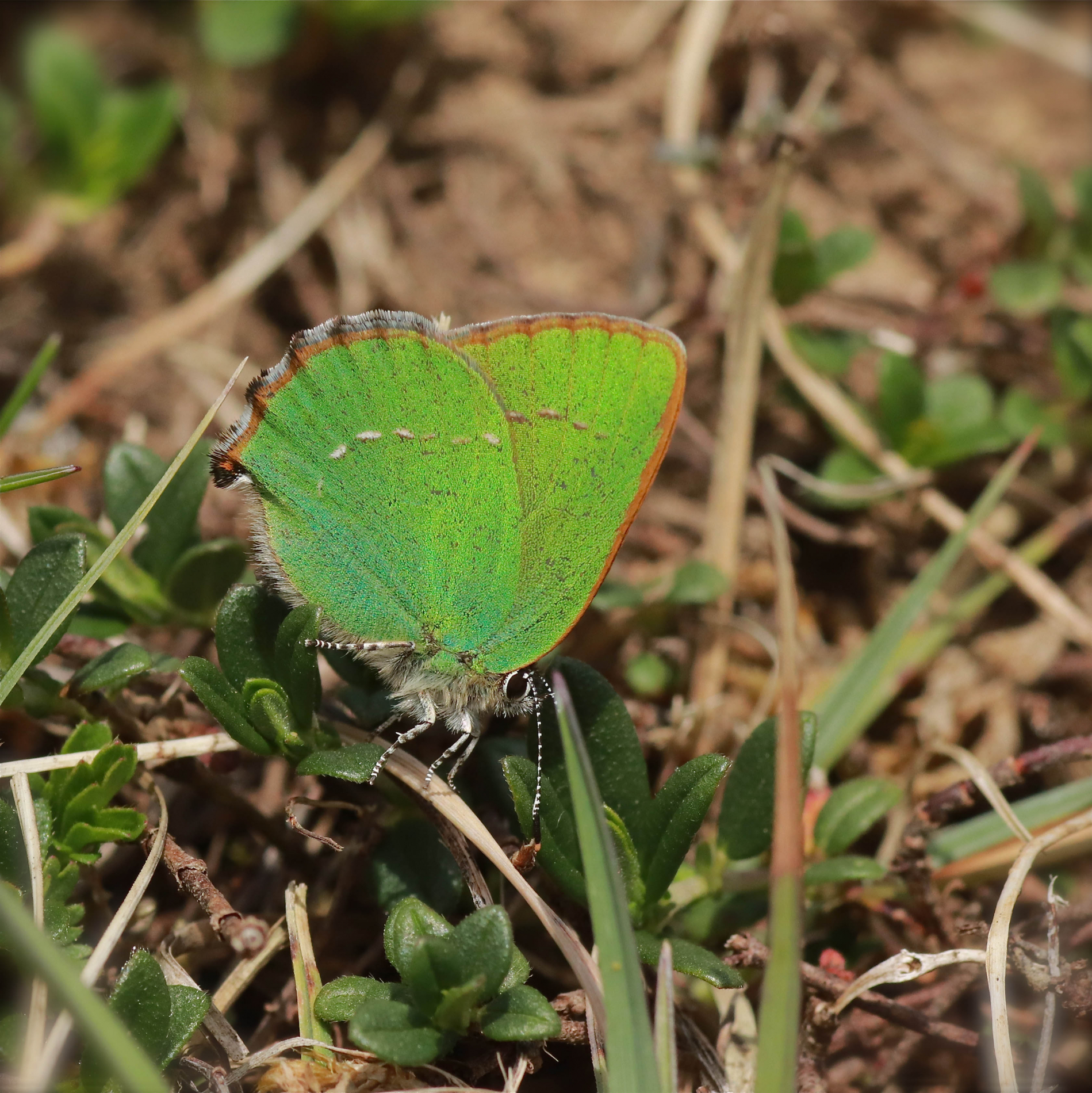 Brombeerzipfelfalter (Callophrys rubi)_7602_1