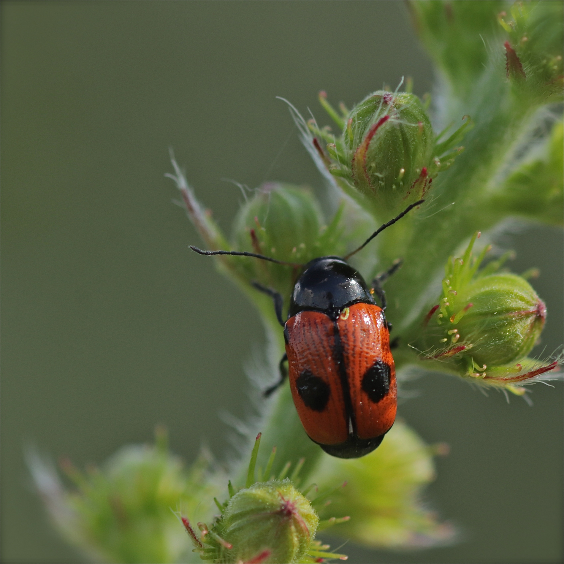 Rhoen-Ameisen-Sackkäfer Clytra laeviuscula_4595_1