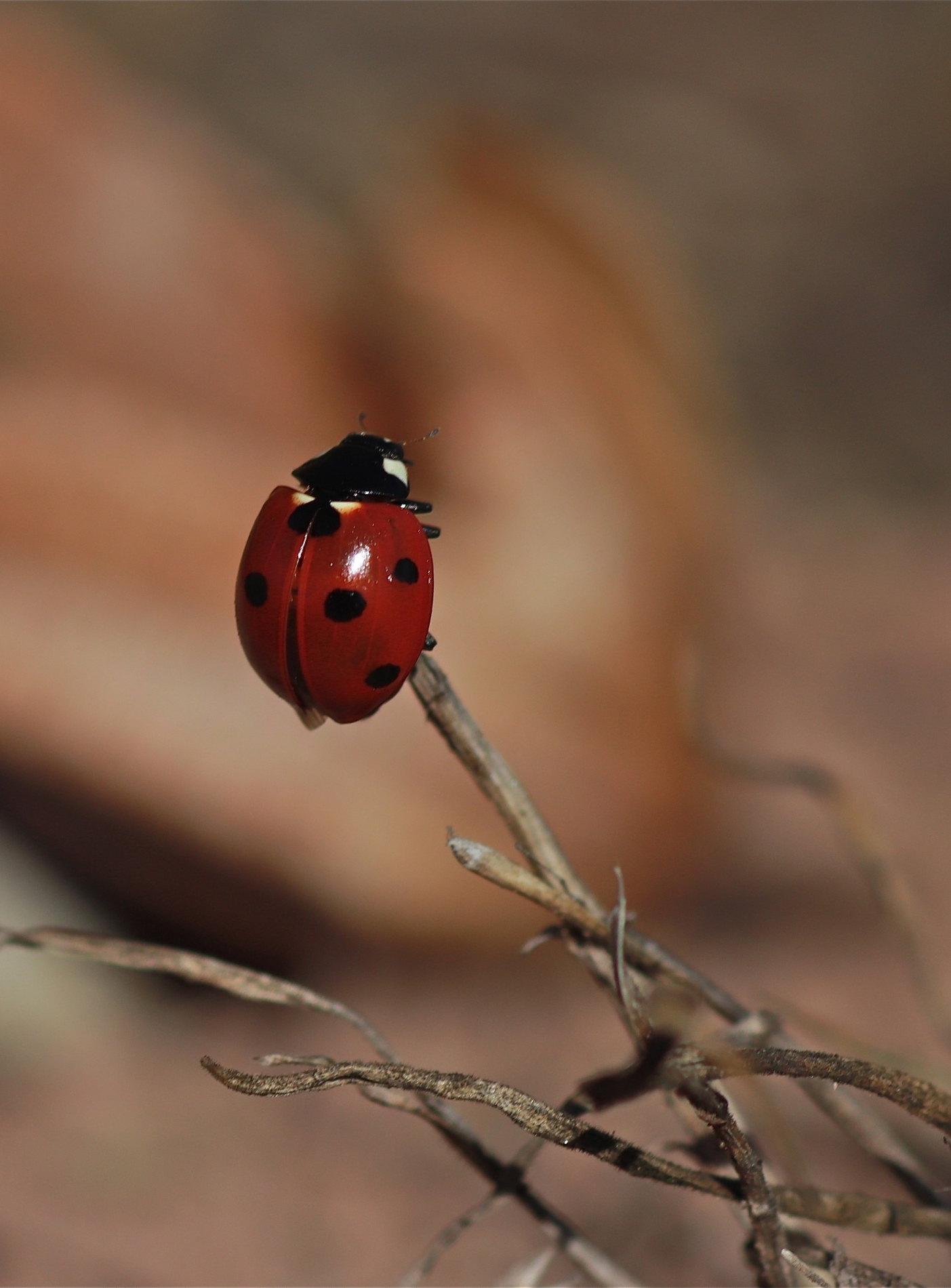 Rhoen-Ameisen-Siebenpunkt-Marienkäfer (Coccinella magnifica) 6522_1