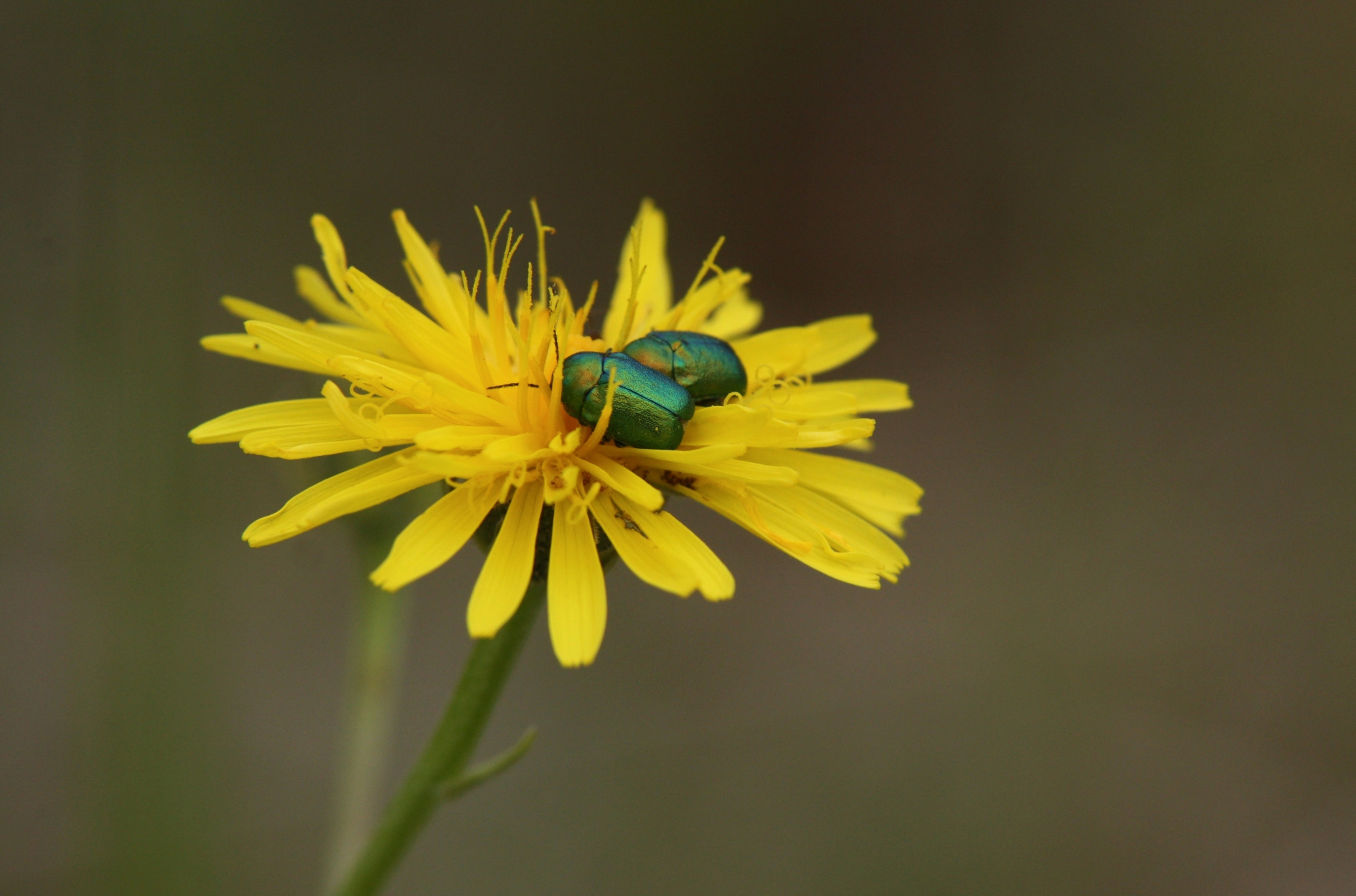 Rhoen-Ampferblattkäfer_2556_1