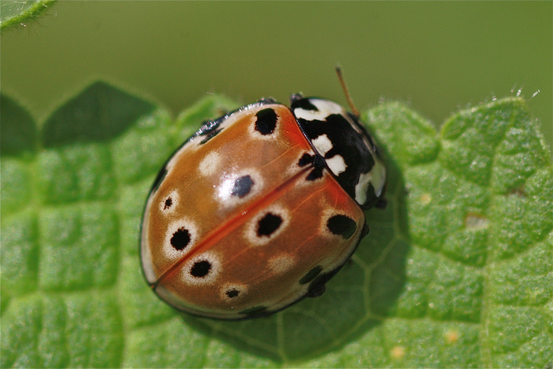 Rhoen-Augenmarienkäfer (Anatis ocellata) 9210_1