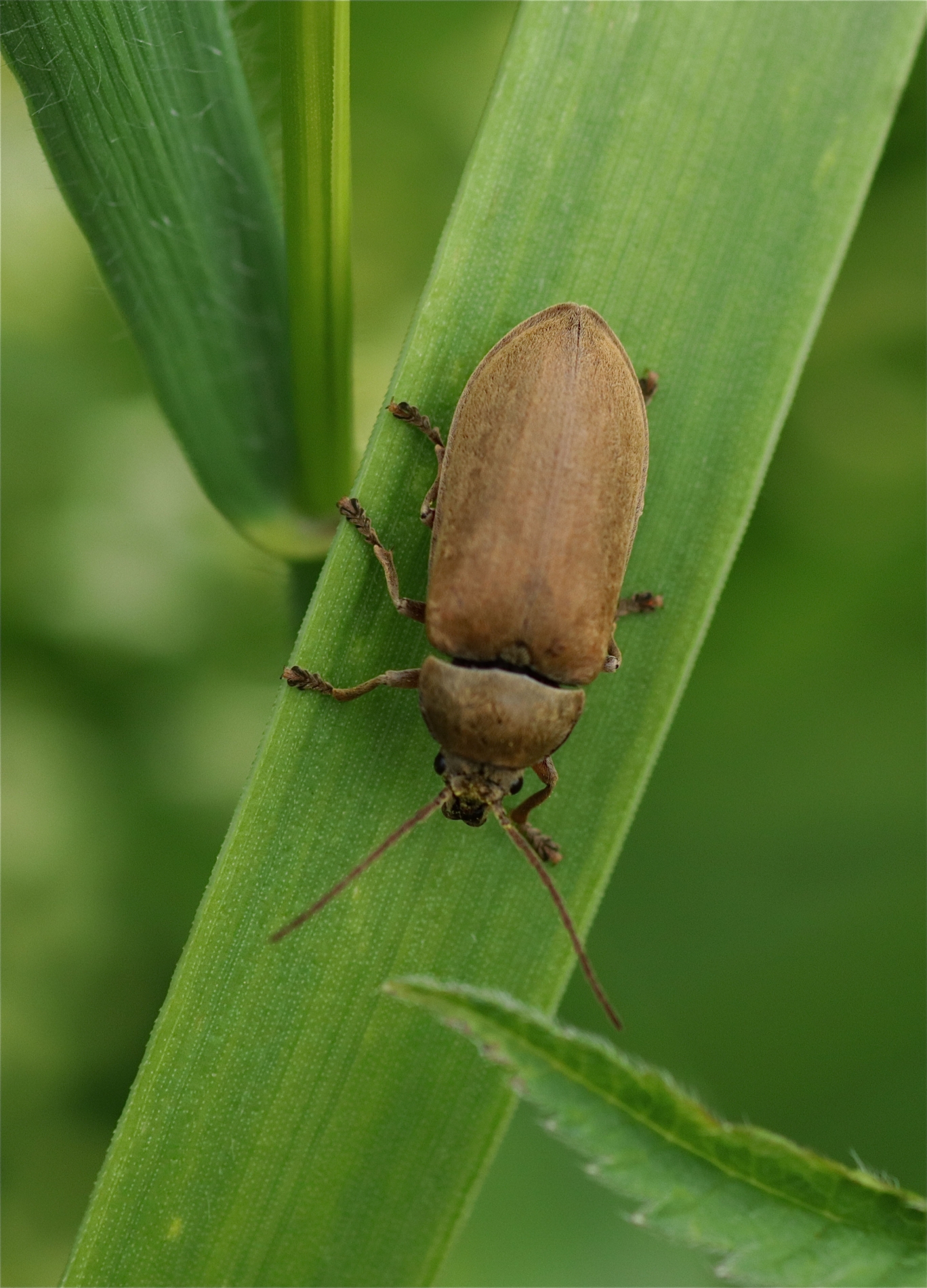 Rhoen-Behaarter Moorweichkäfer Dascillus cervinus_7279_1