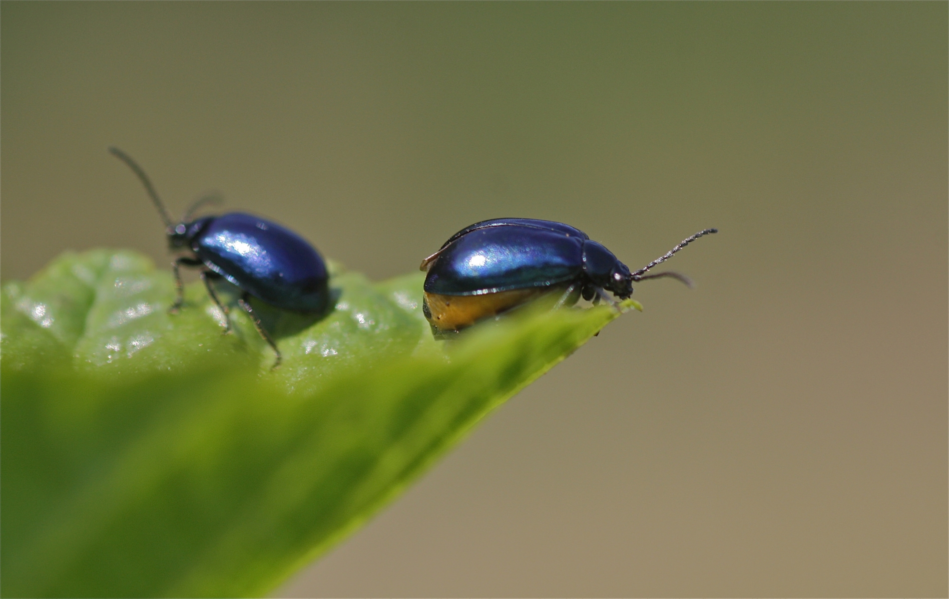 Rhoen-Blauer Erlenblattkäfer_2089_1