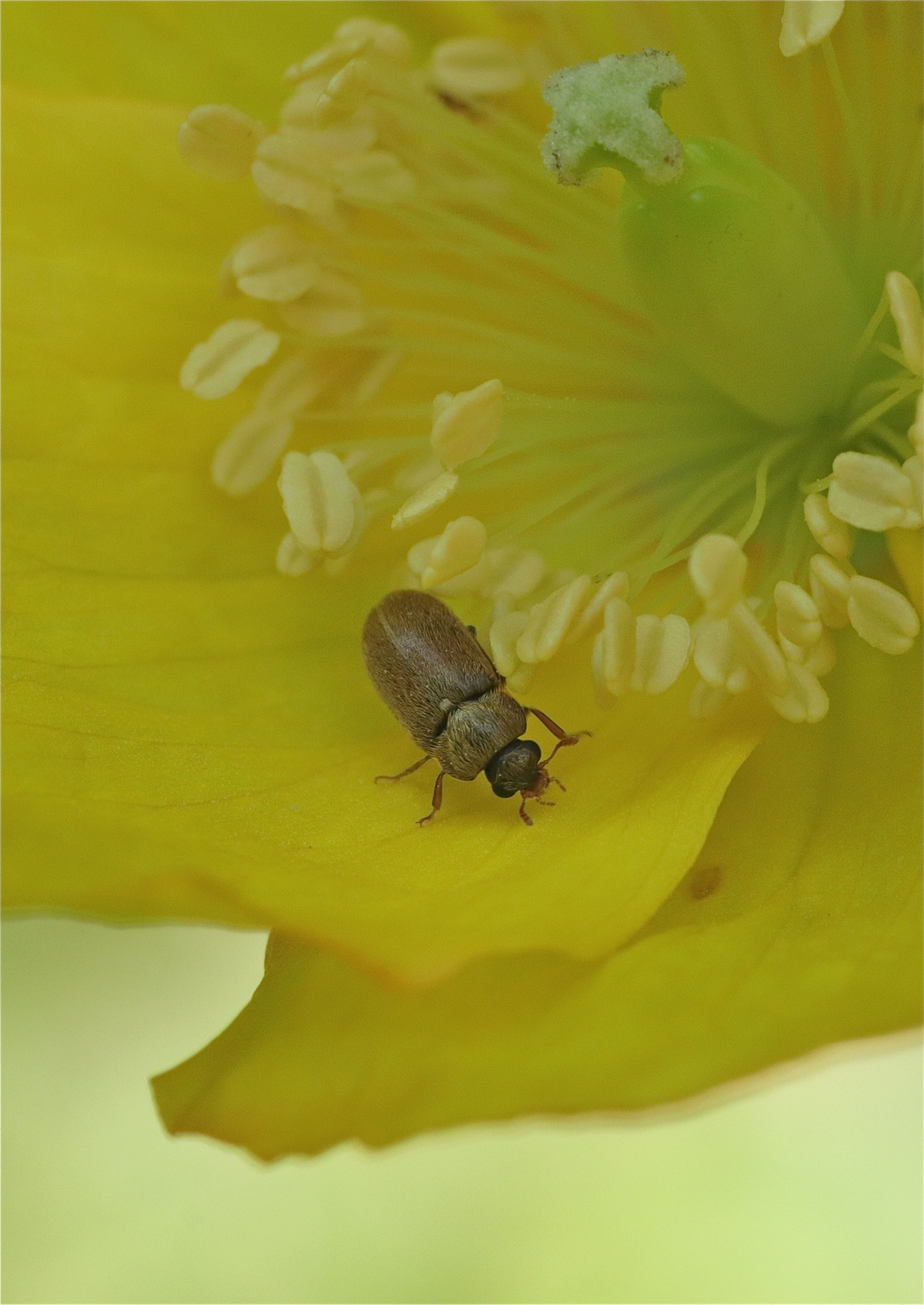 Rhoen-Blütenfresser Byturus ochraceus_5242_1