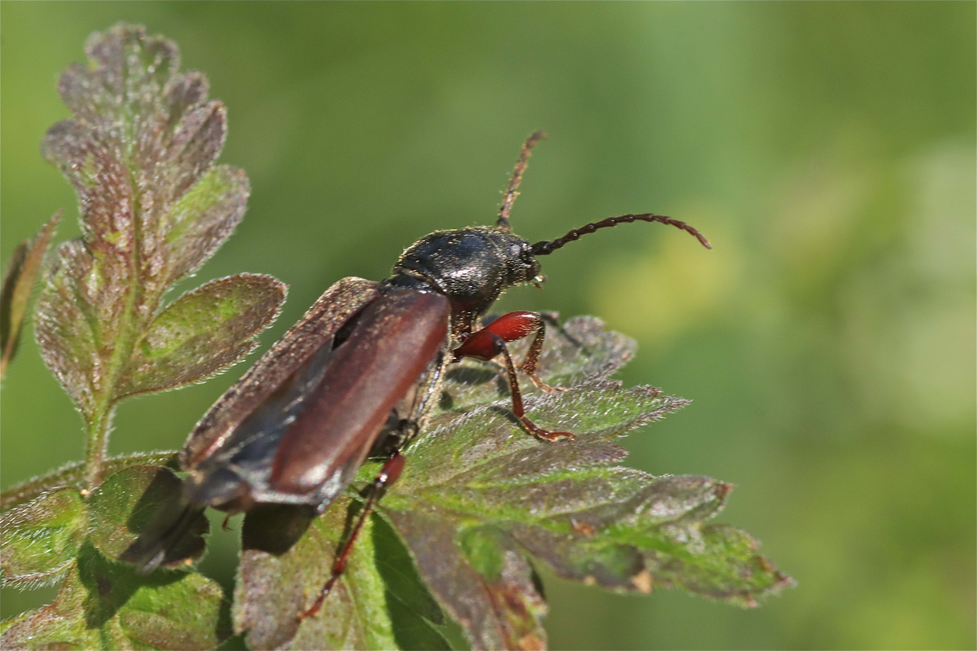 Rhoen-Bockkäfer Tetropium sp._5990_1