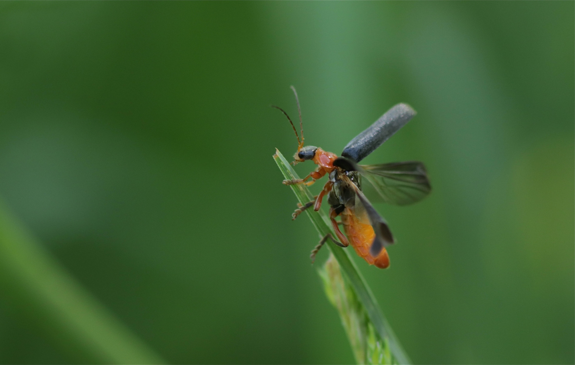 Rhoen-Cantharis (Cantharis) pellucida_1839_1