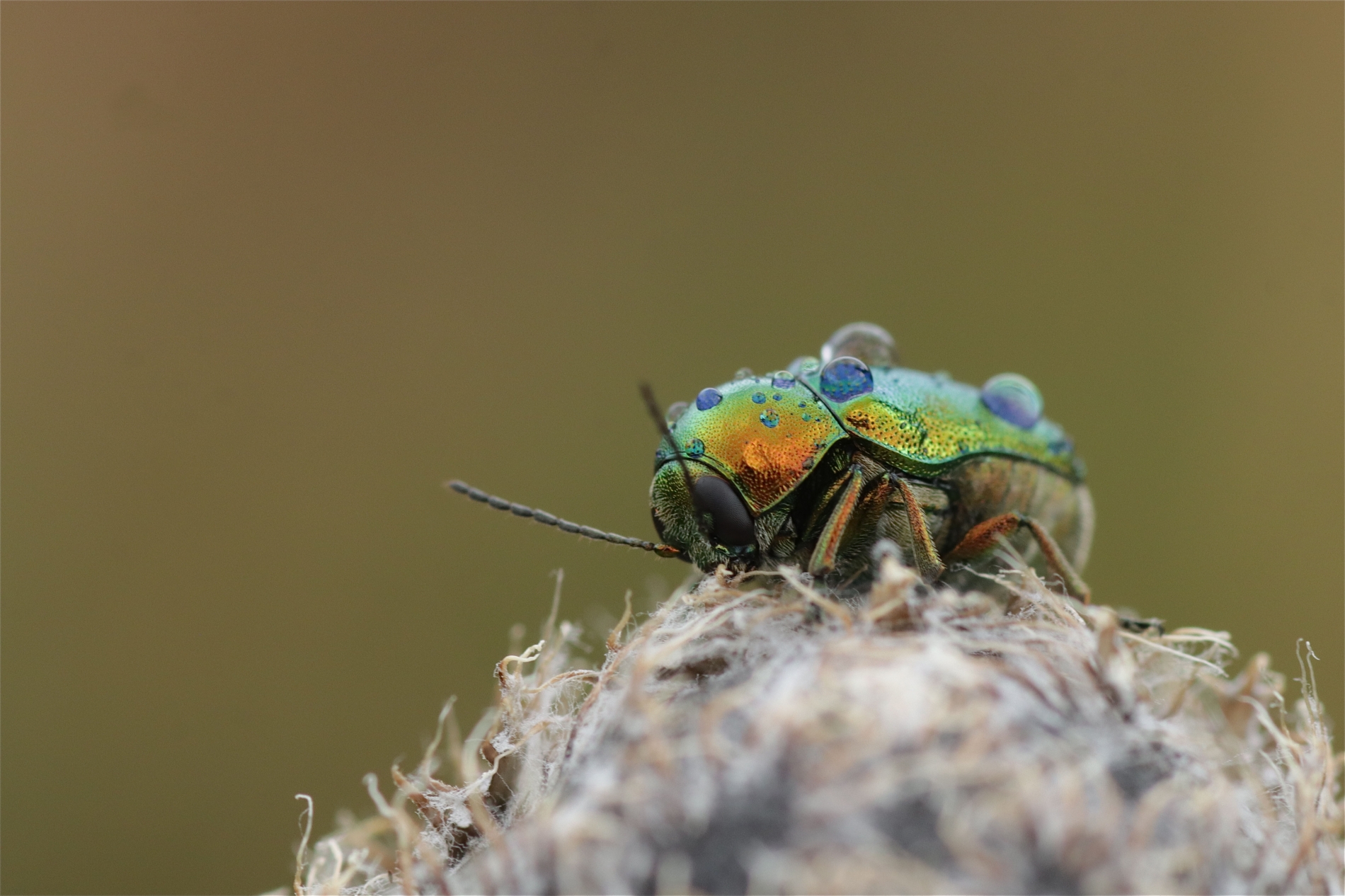 Rhoen-Cryptocephalus cf. aureolus_6116_1