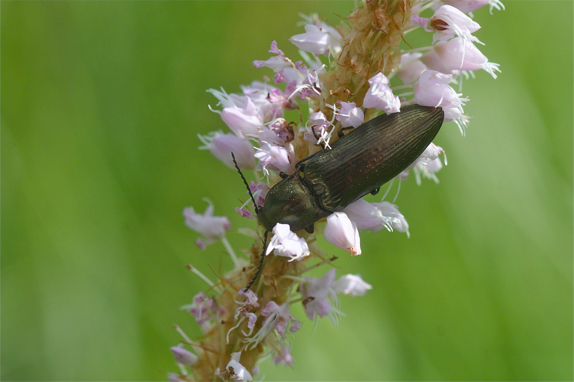 Rhoen-Ctenicera cf. pectinicornis_2030_1