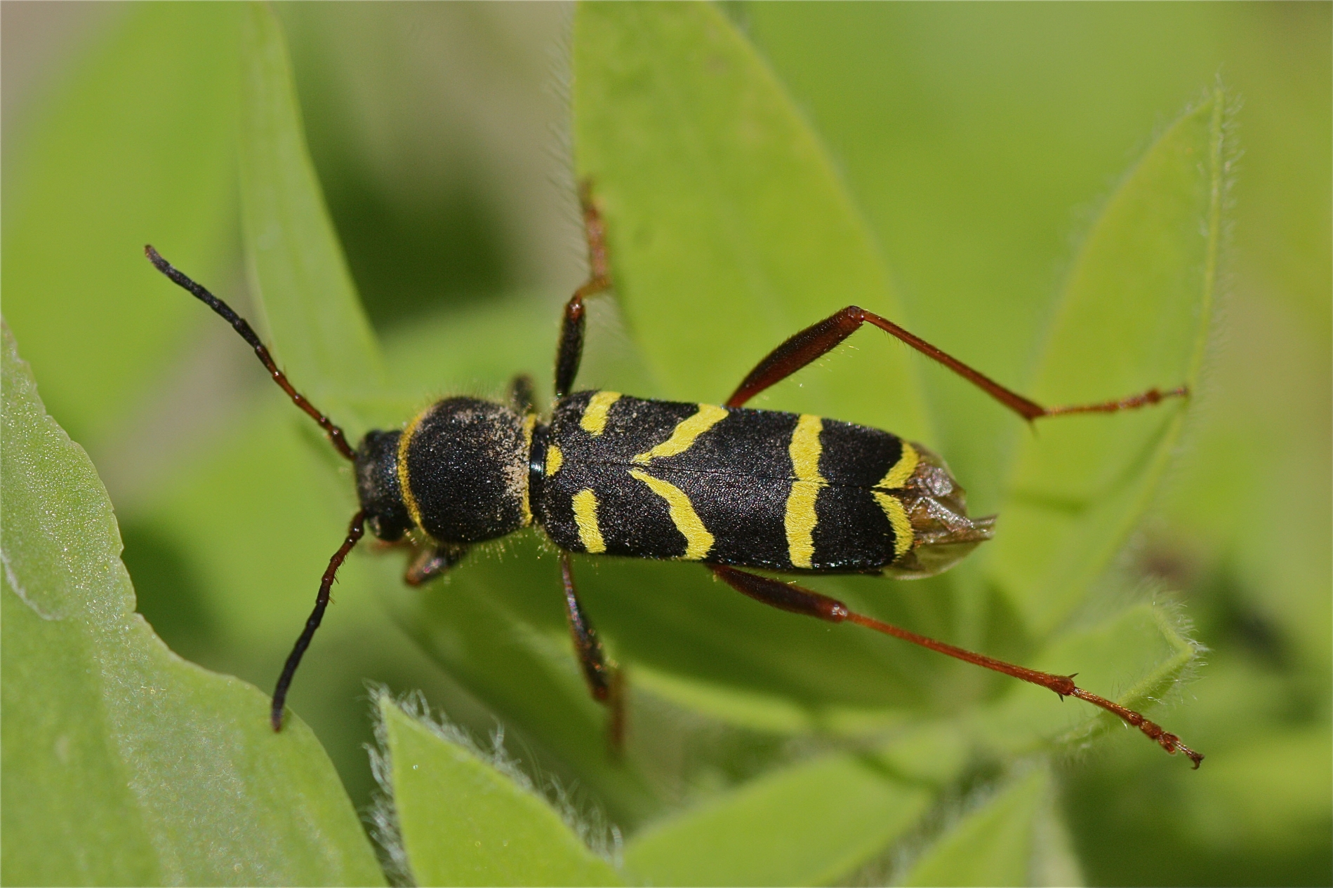 Rhoen-Echter Widderbock (Clytus arietis)_6838_1